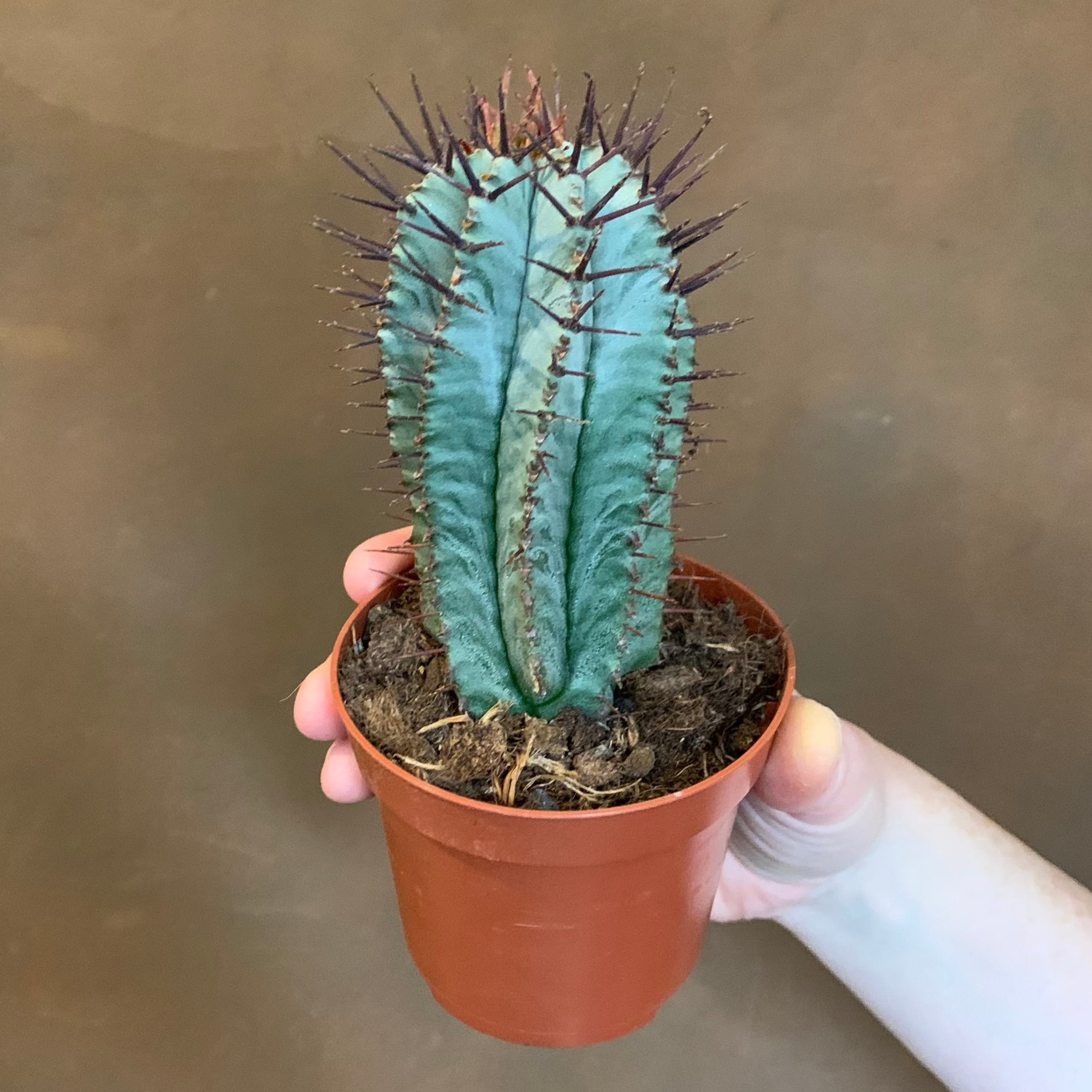 Euphorbia horrida
