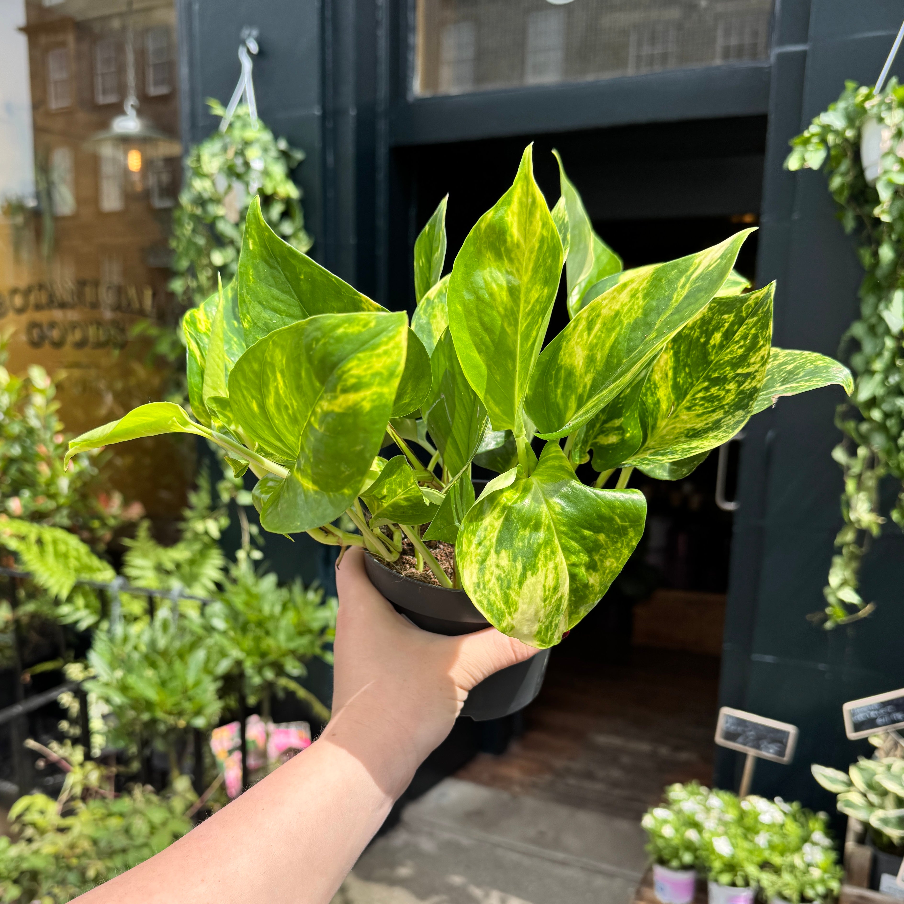 Epipremnum aureum