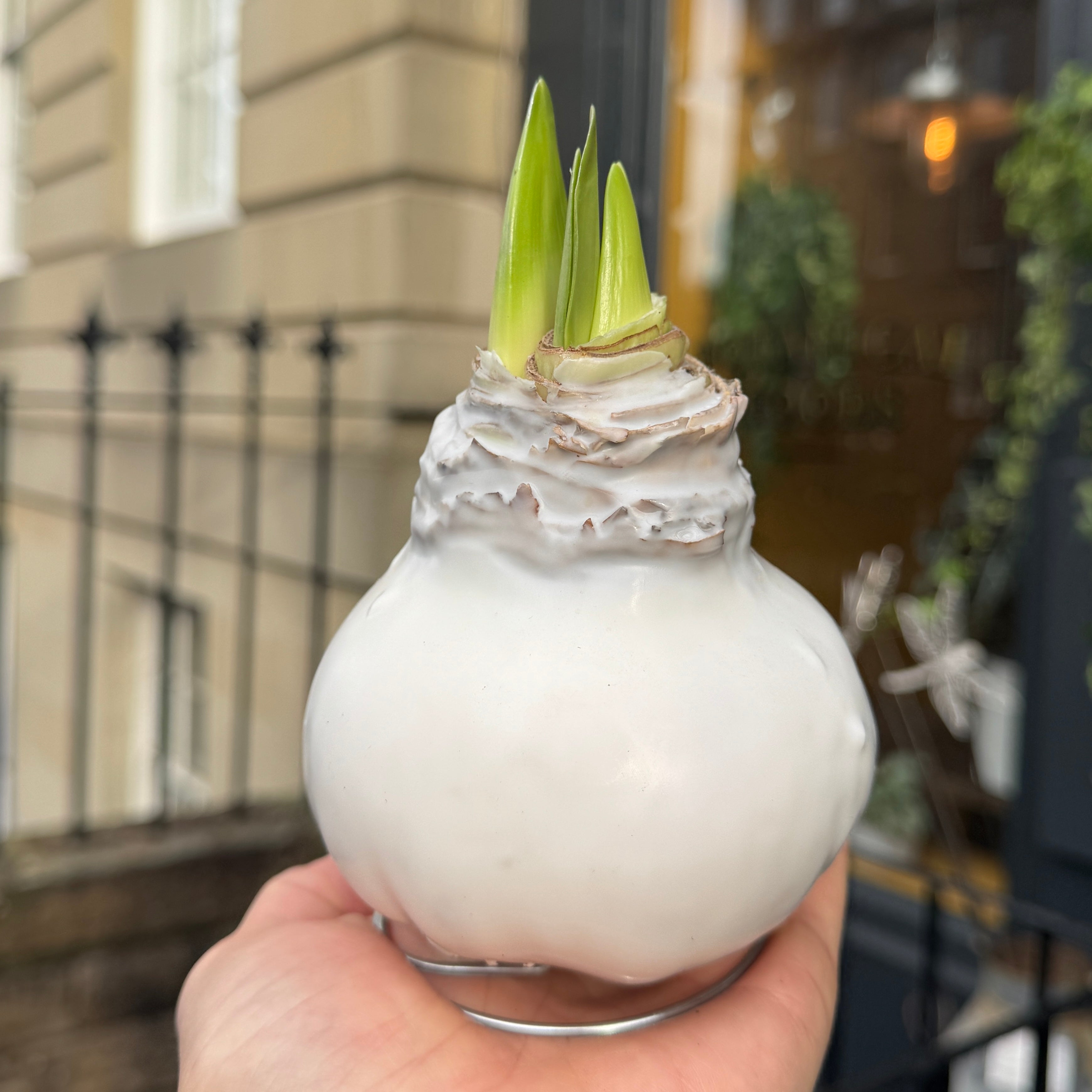 Luxury Wax Amaryllis Bulbs