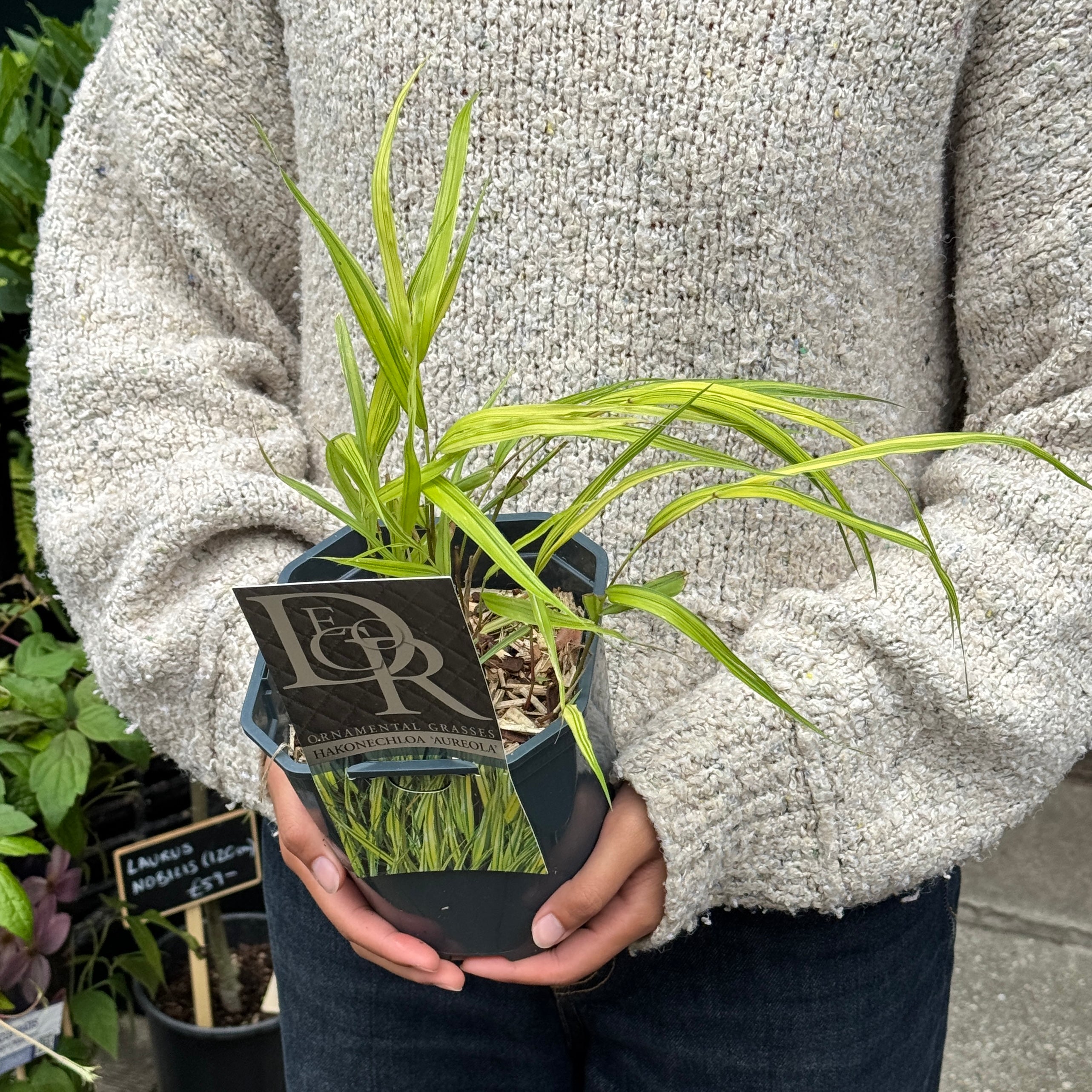 Hakonechloa macra 'Aureola'