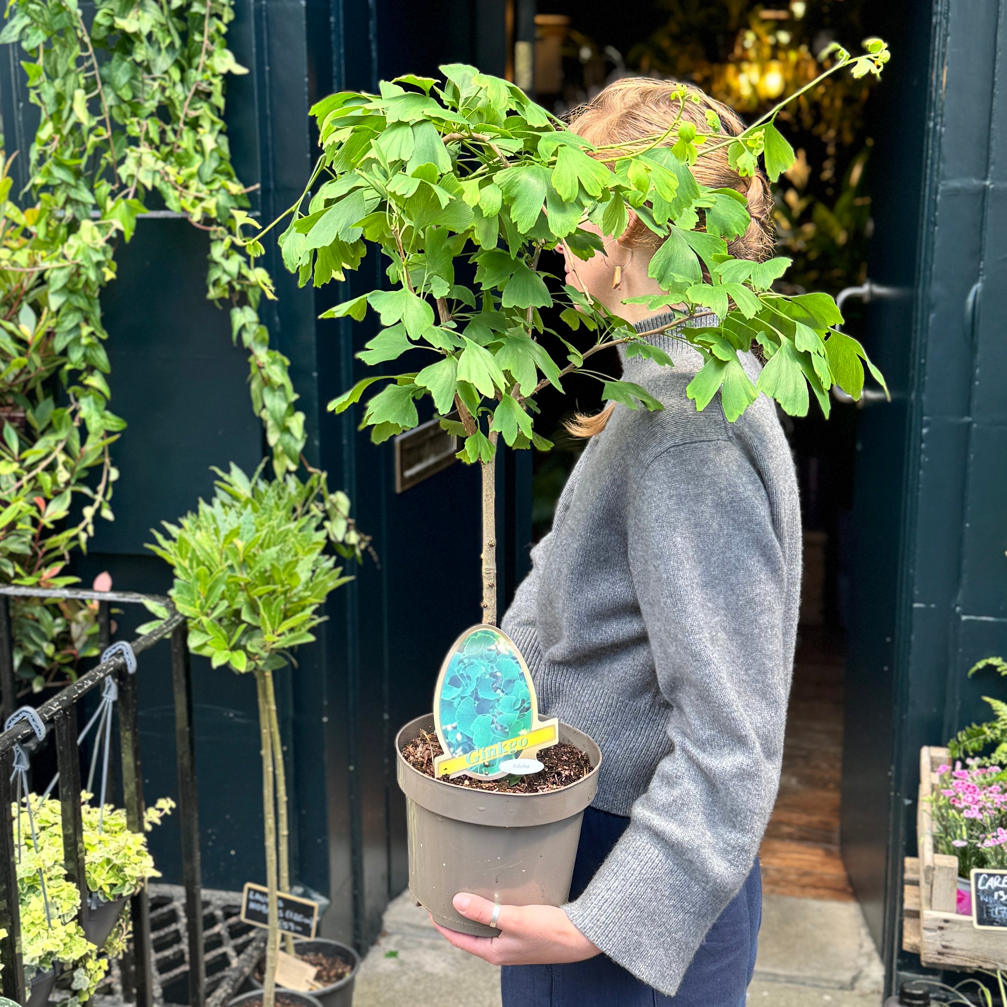 Ginkgo biloba