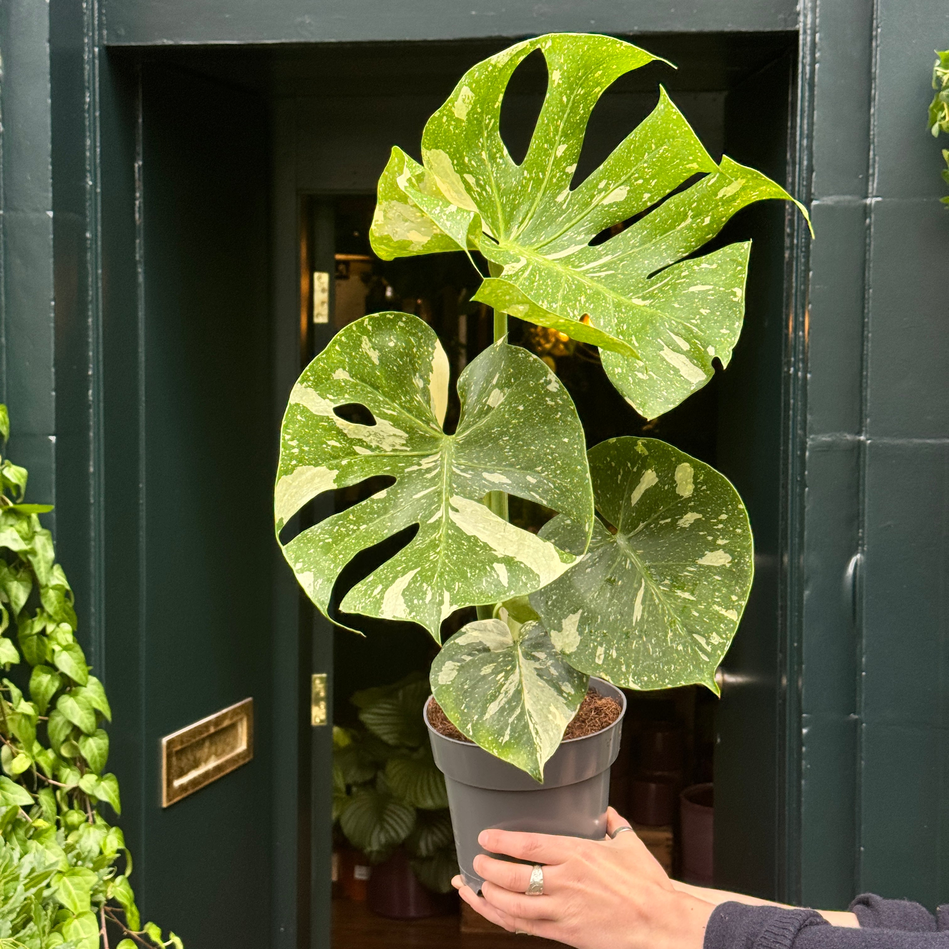 Monstera 'Thai Constellation' (17cm pot)