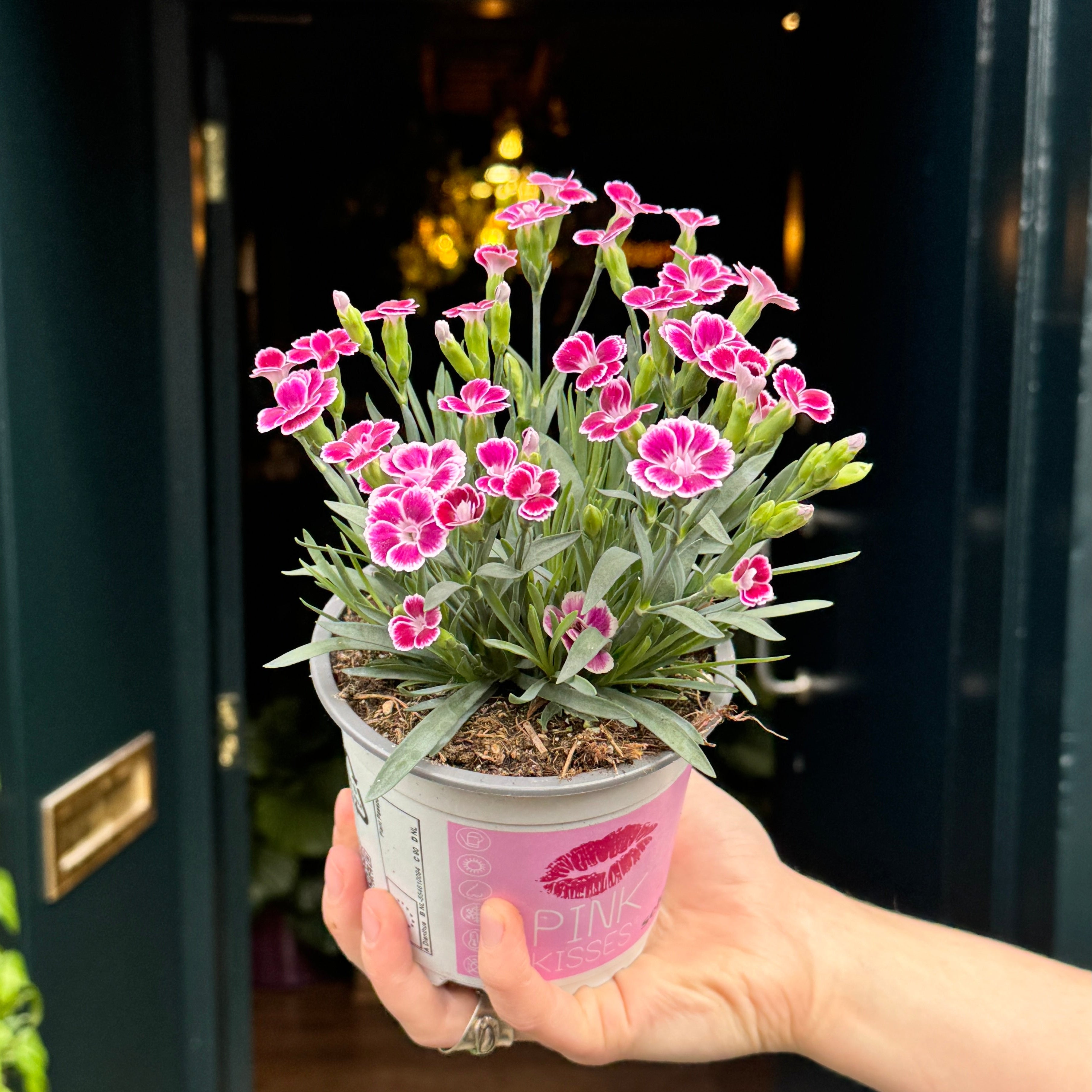 A hand holding a small potted plant of pink and white Dianthus in a pink and white pot, positioned in front of a dark green doorway.