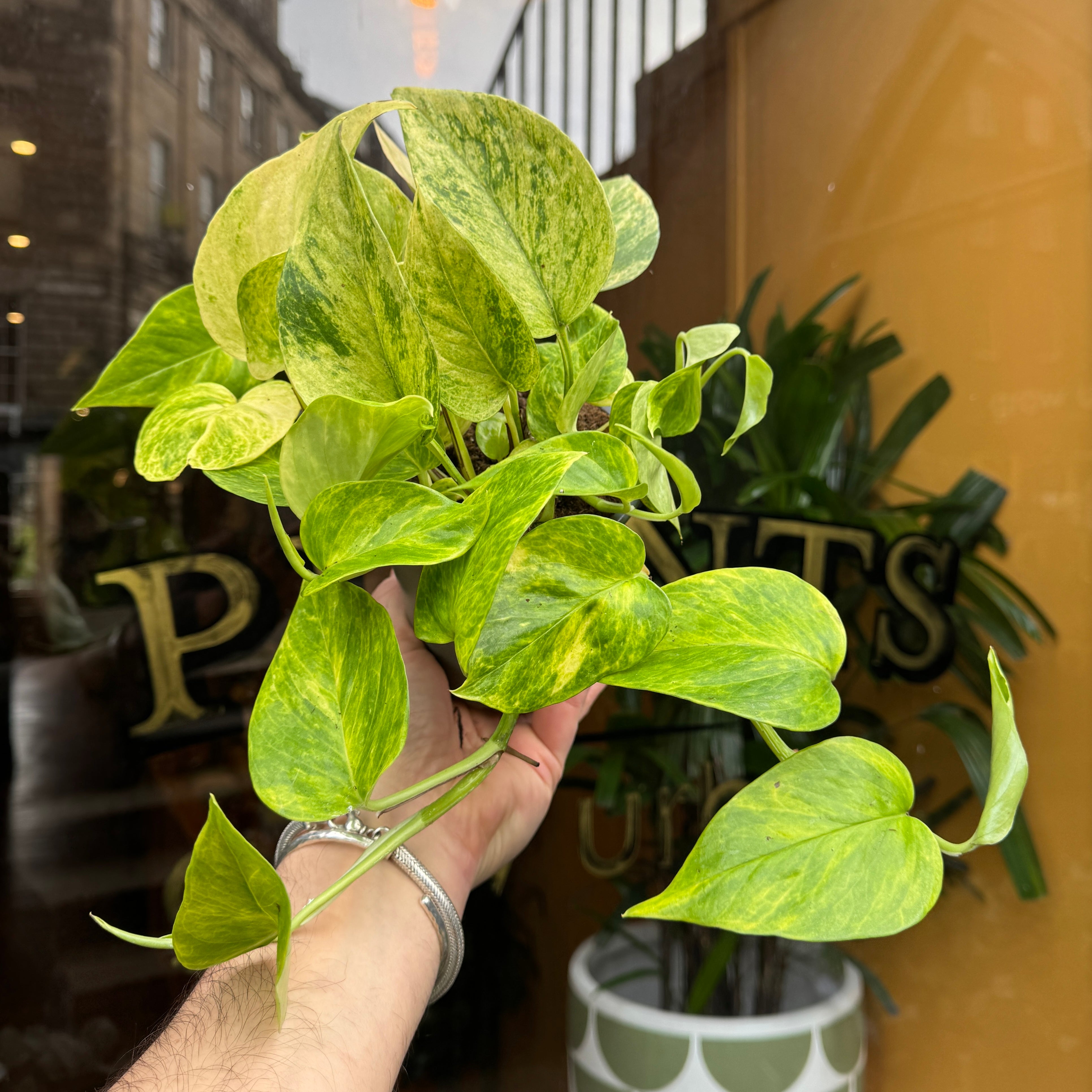 Epipremnum ‘Neon Queen’