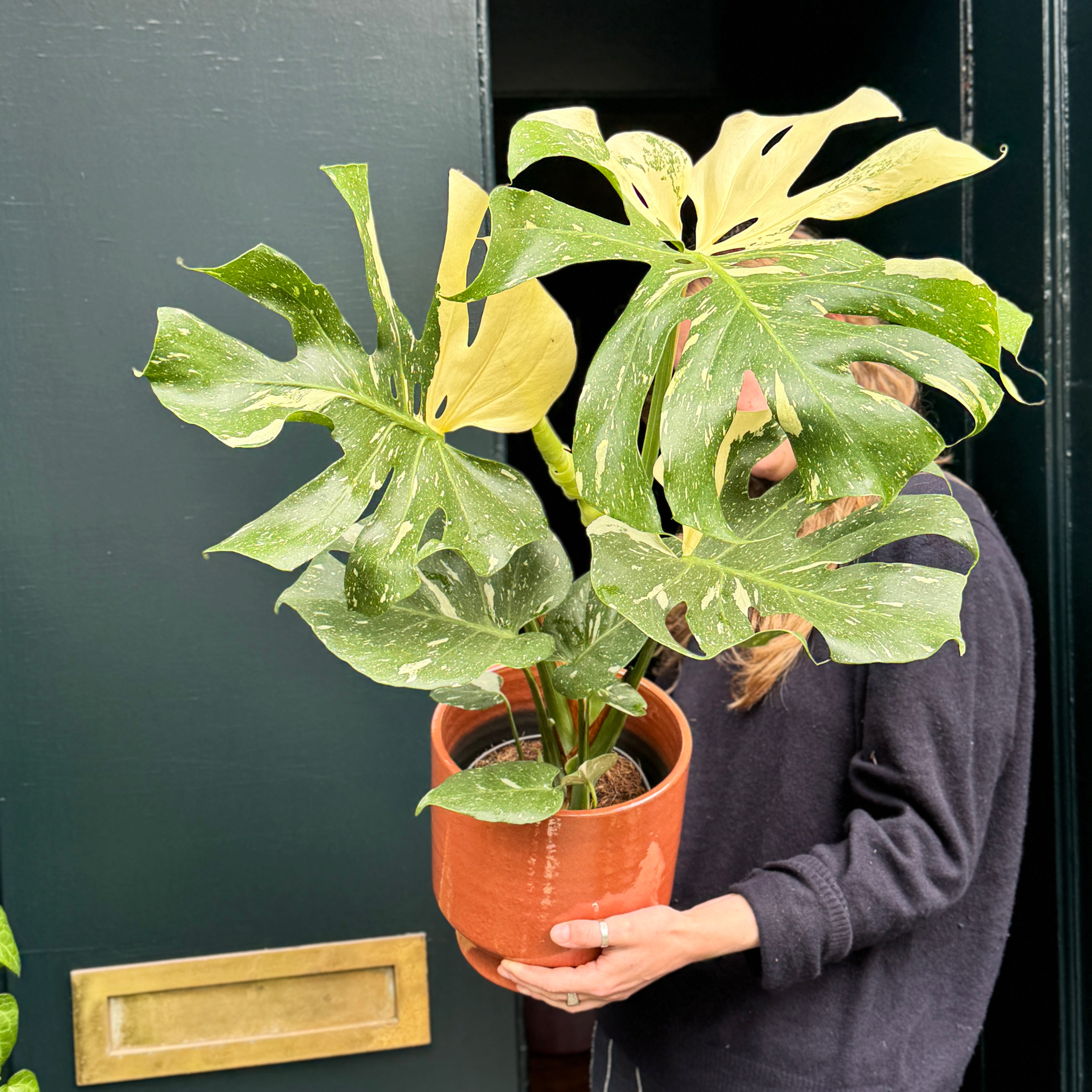 Monstera 'Thai Constellation' (17cm pot)