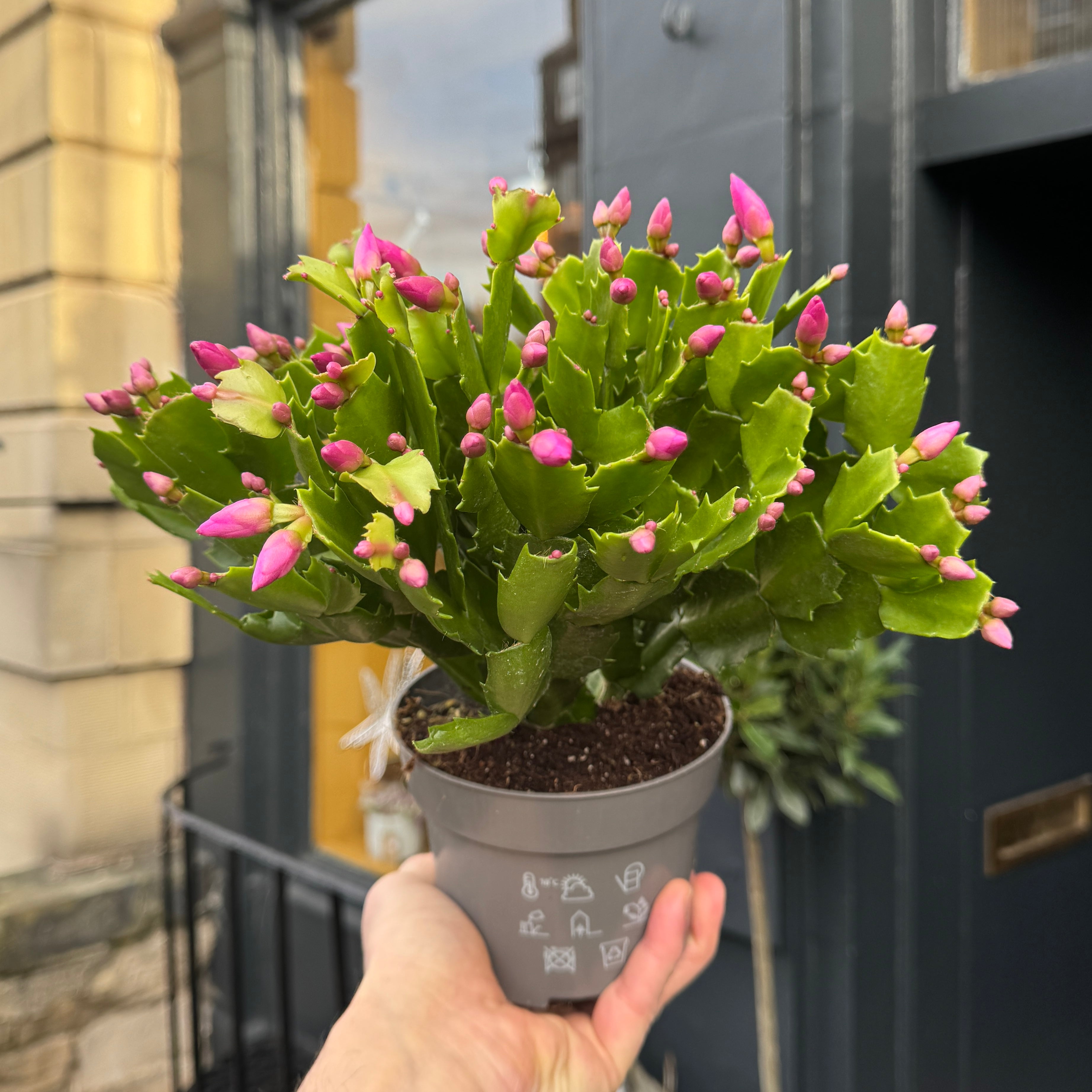 Schlumbergera 'Naomi'