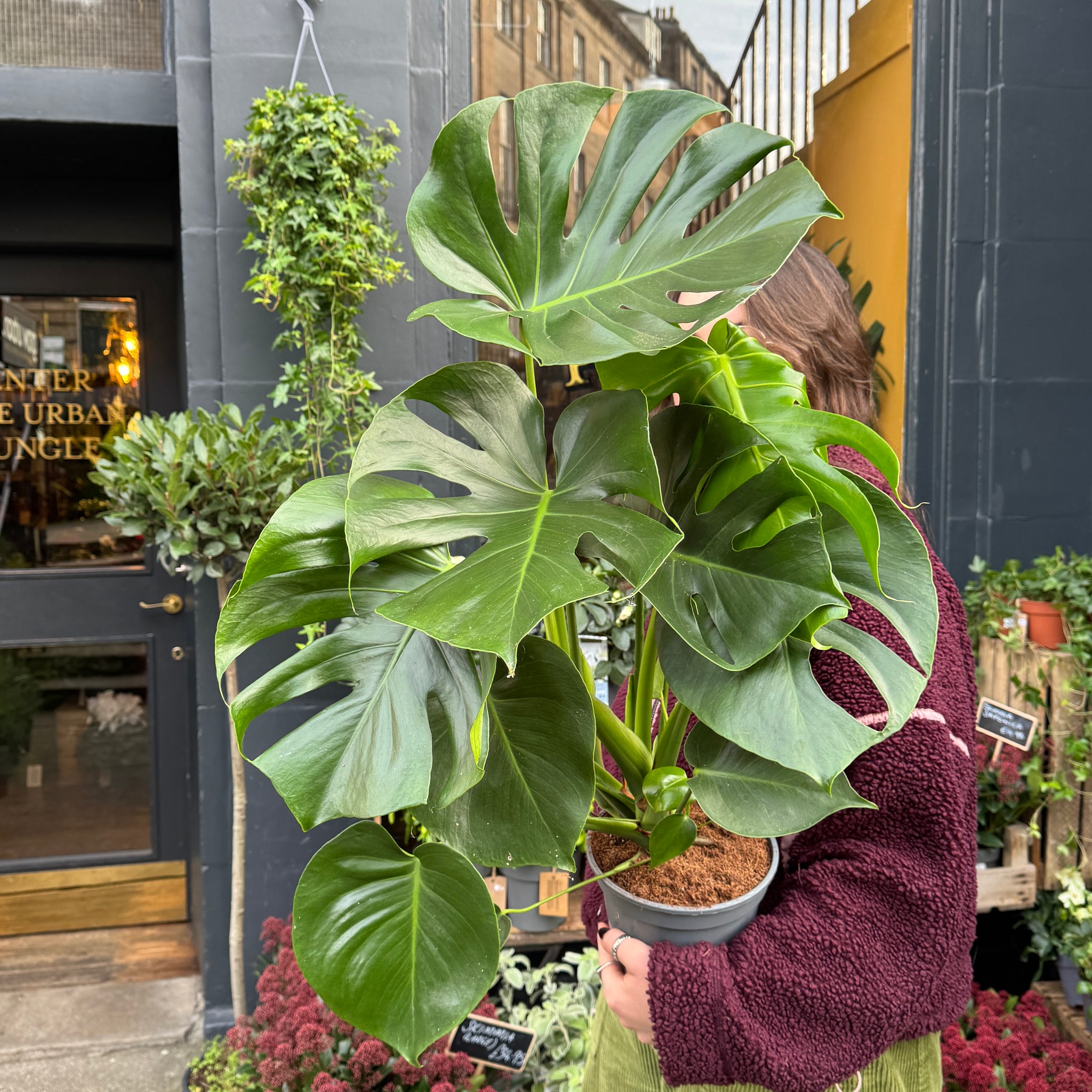 Monstera deliciosa 'Tauerii' – Compact Swiss Cheese Plant – grow urban