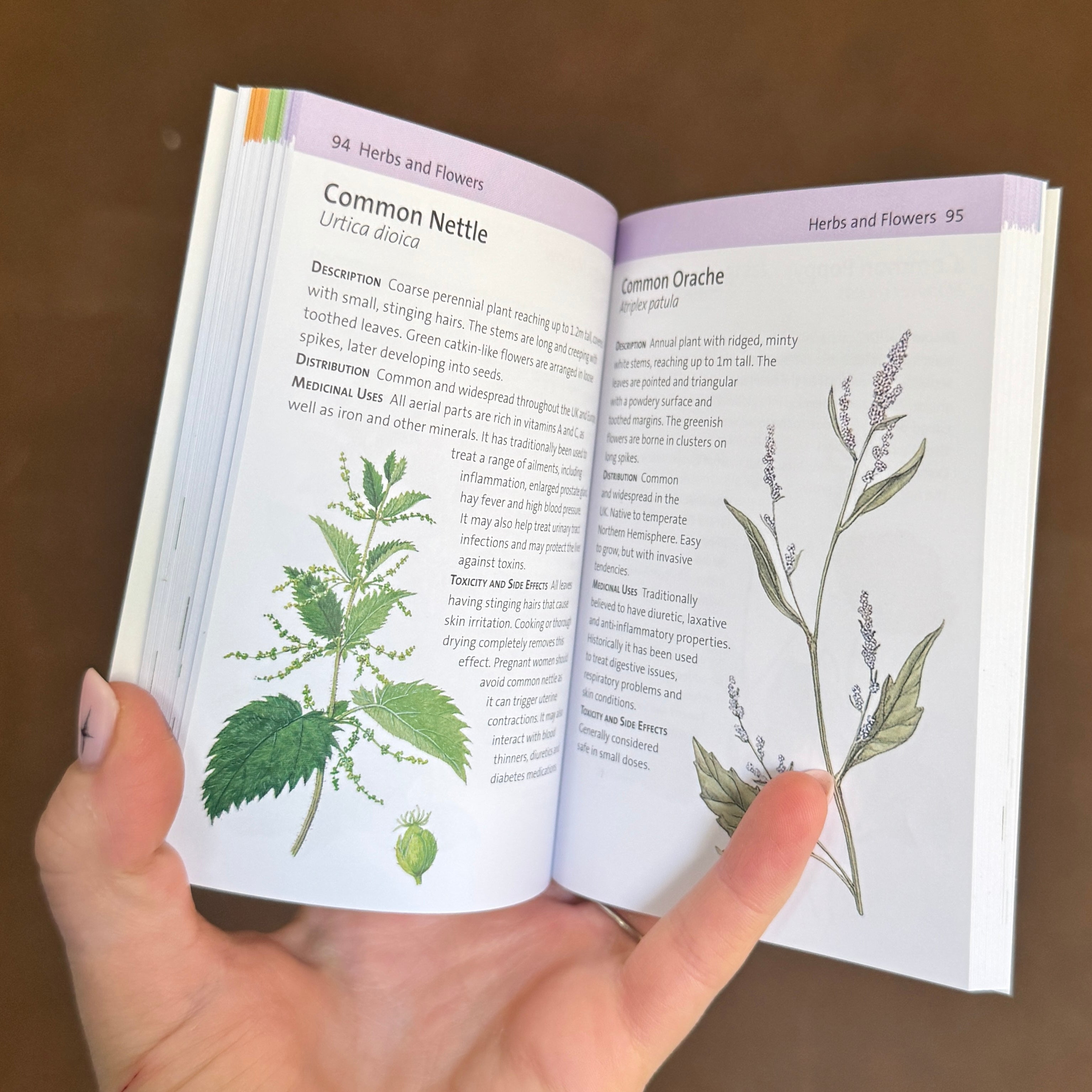 Concise Medicinal Plants Guide