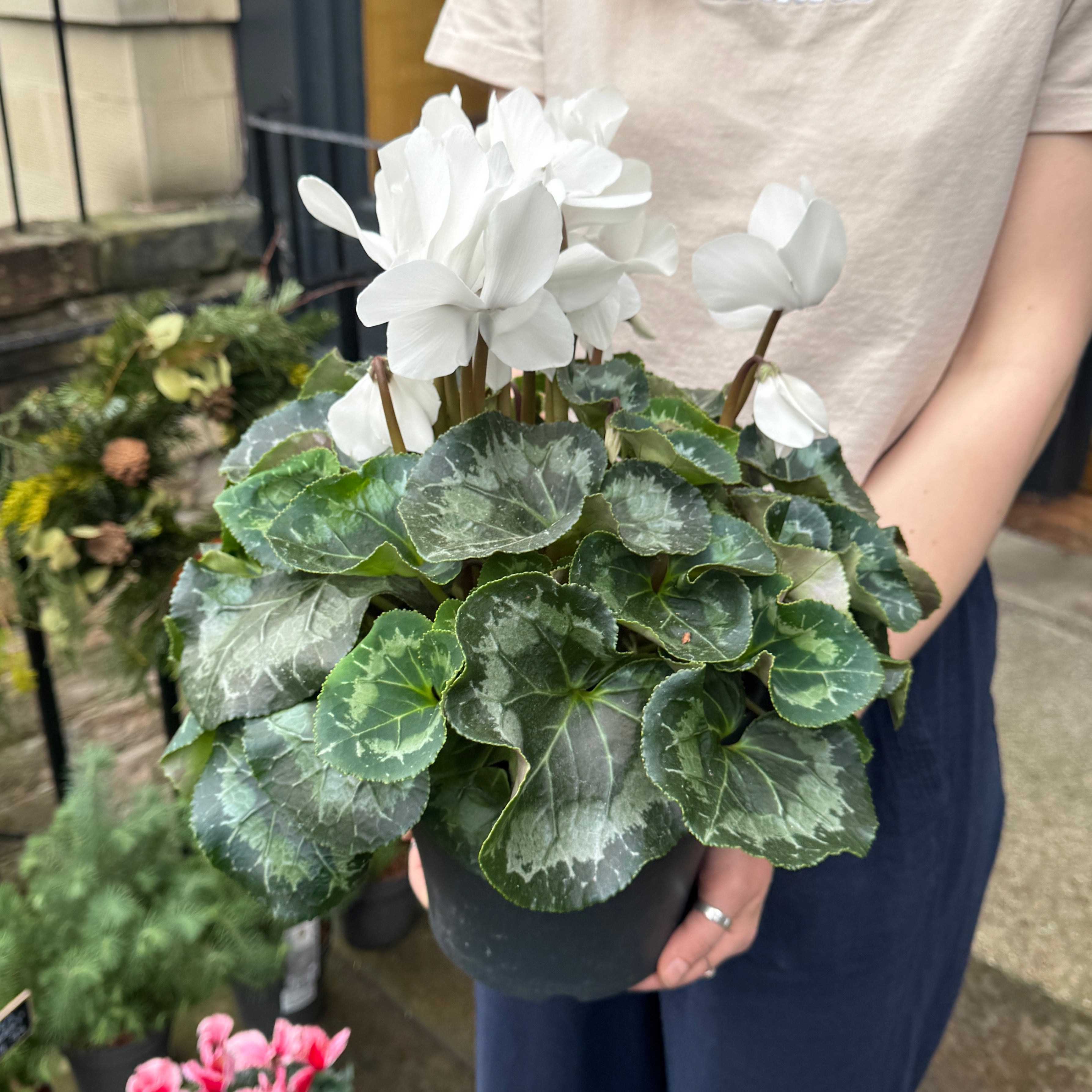 Cyclamen Halios XL