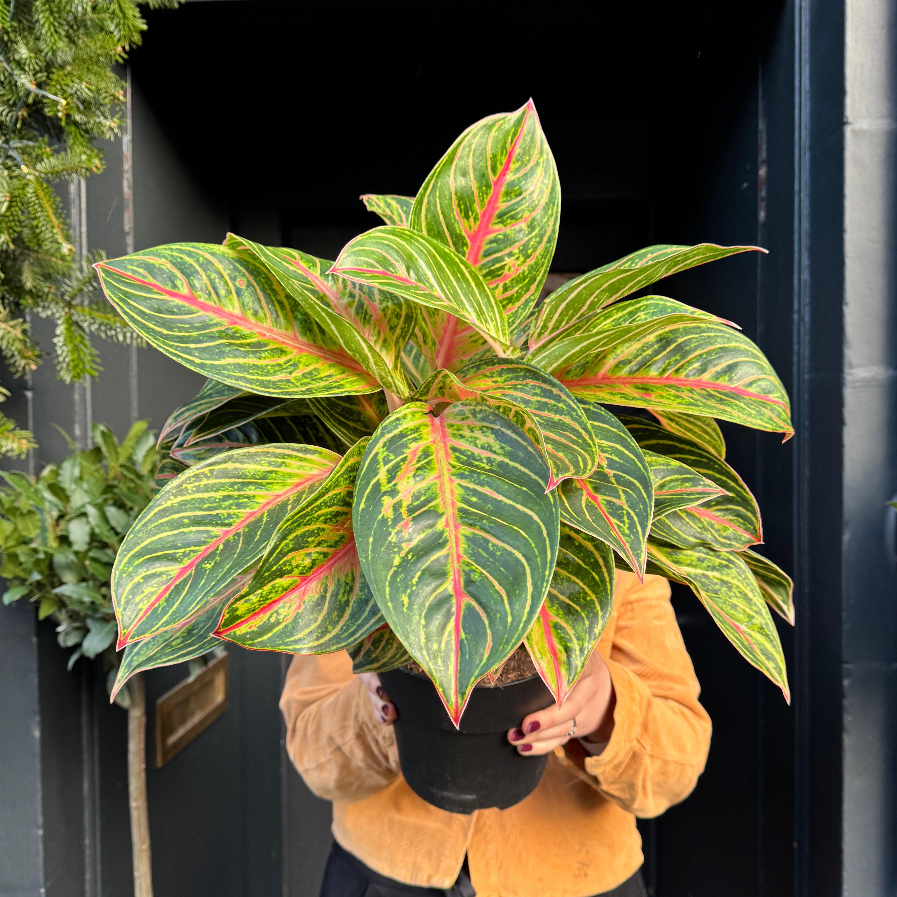 Aglaonema 'Red Okapi'