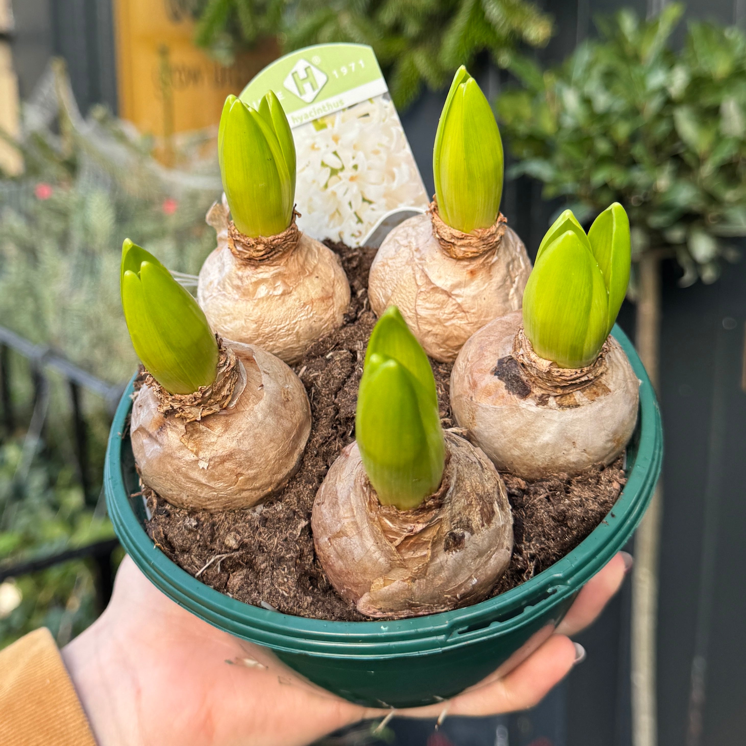 Hyacinthus orientalis (5 bulbs)