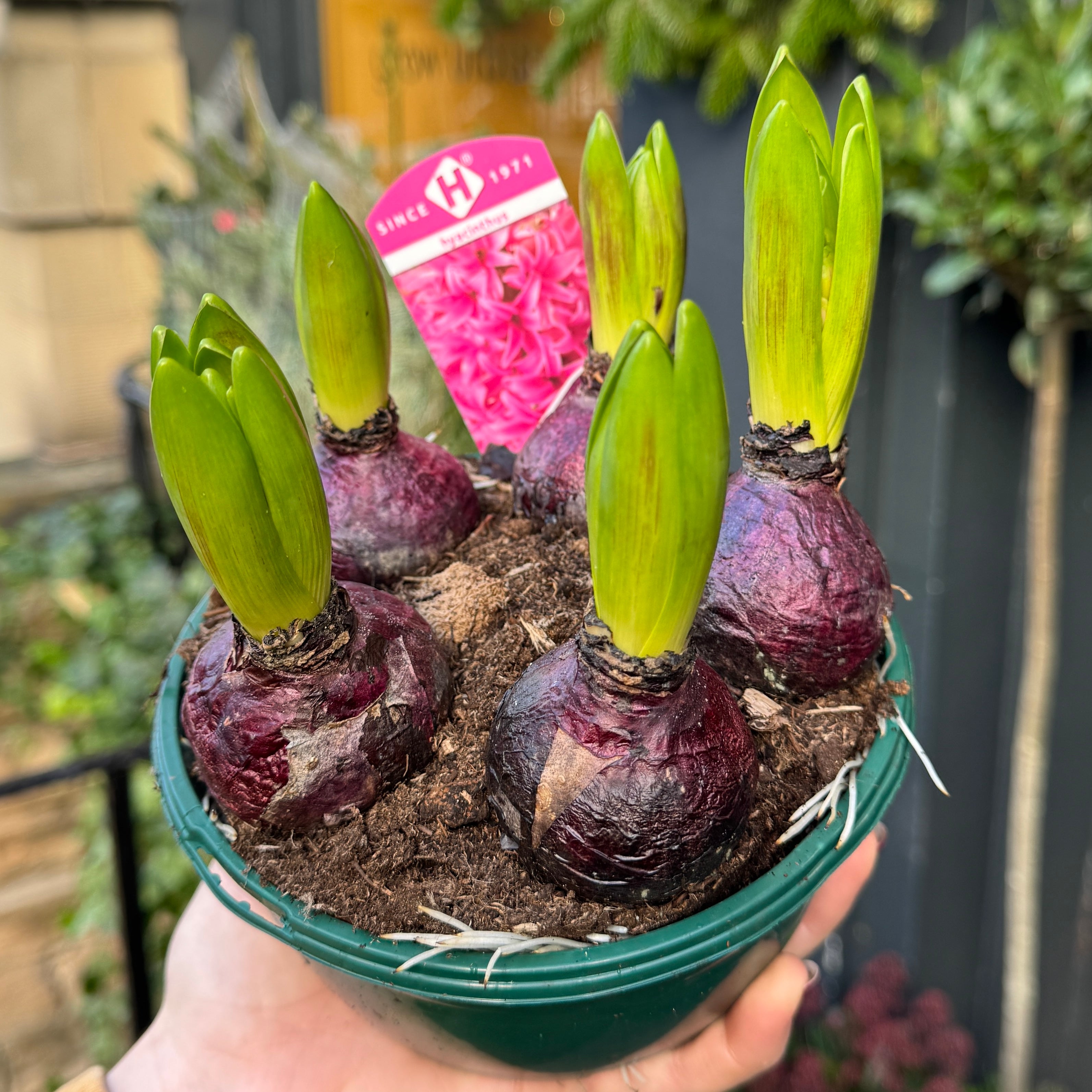 Hyacinthus orientalis (5 bulbs)