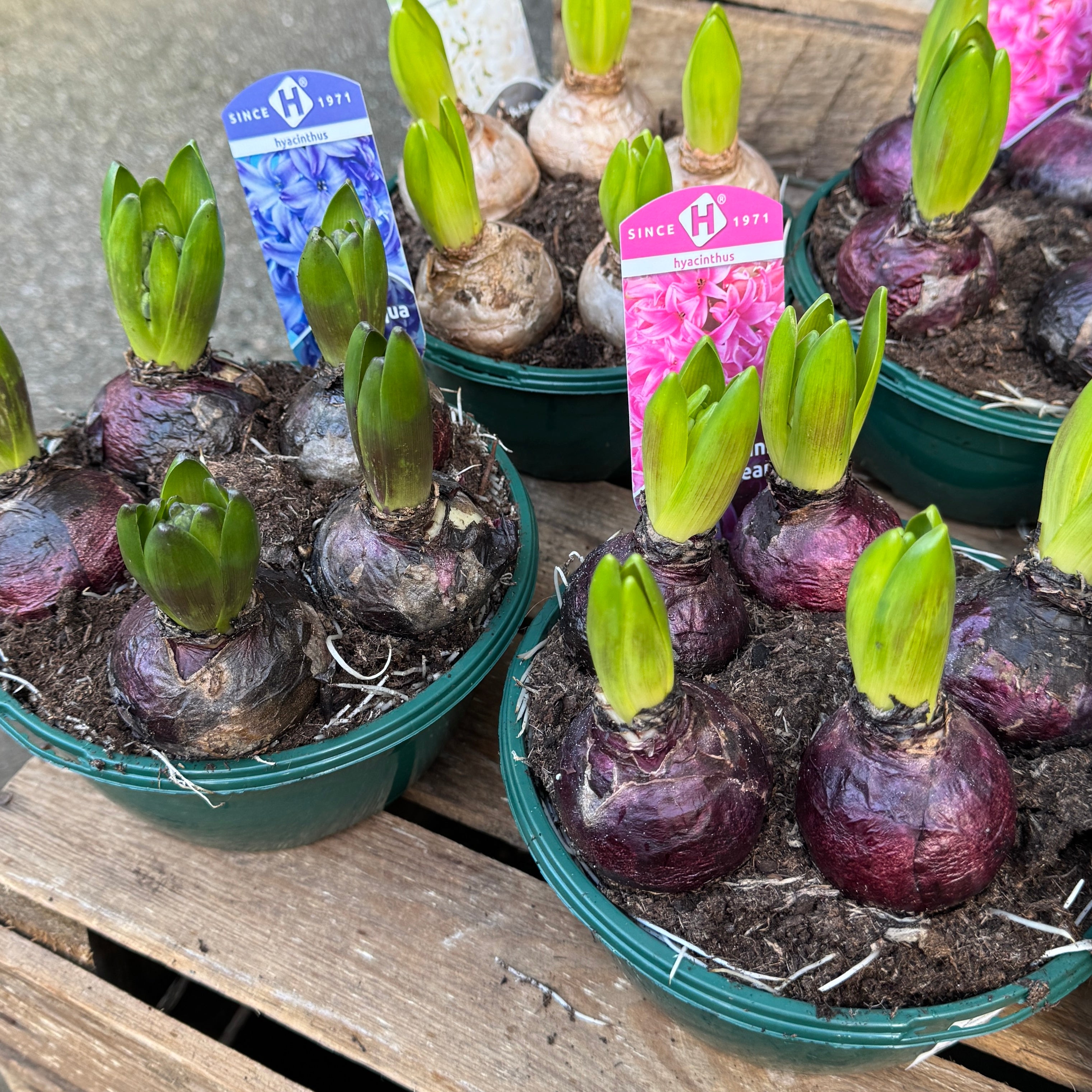 Hyacinthus orientalis (5 bulbs)