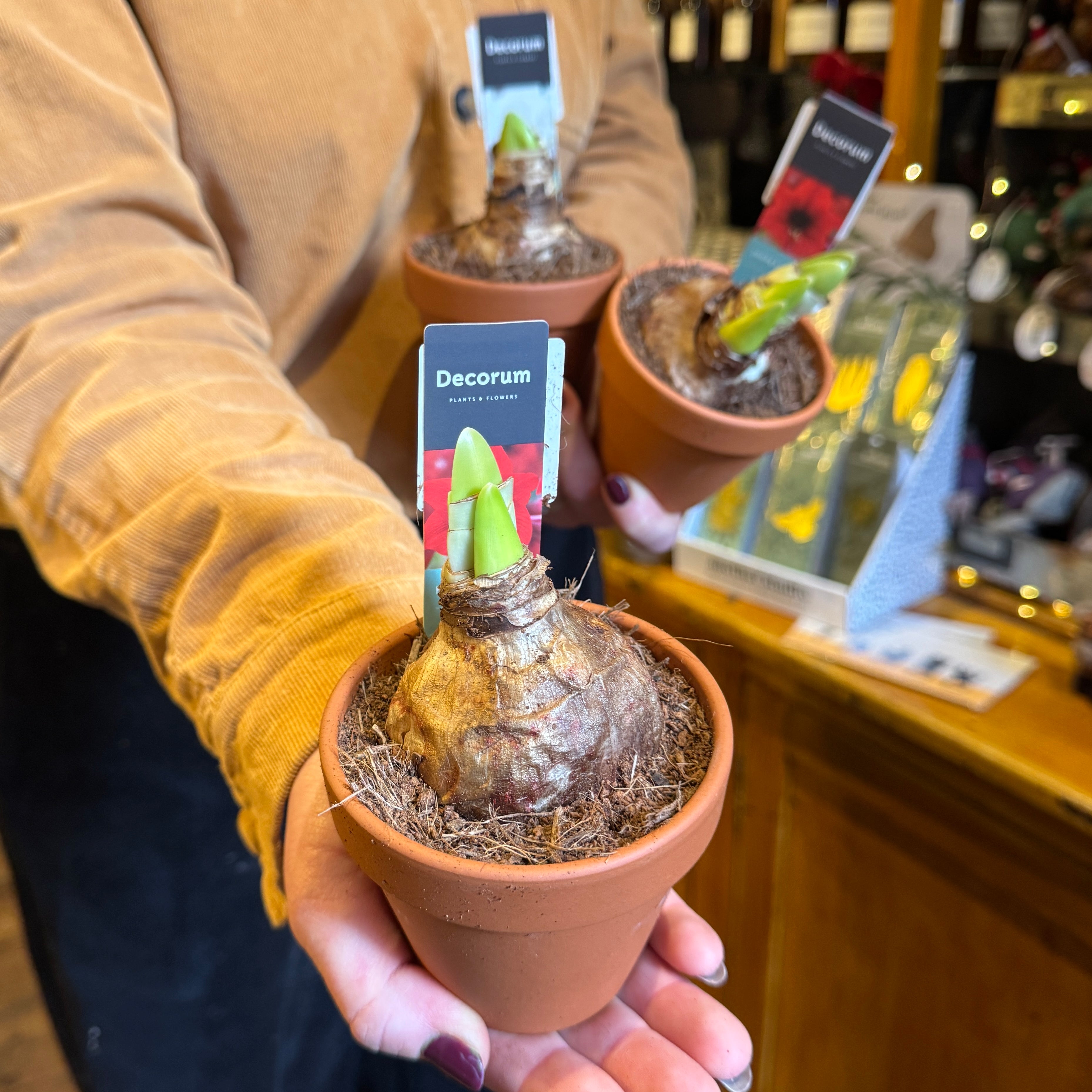 Amaryllis in 9cm Terracotta Pot