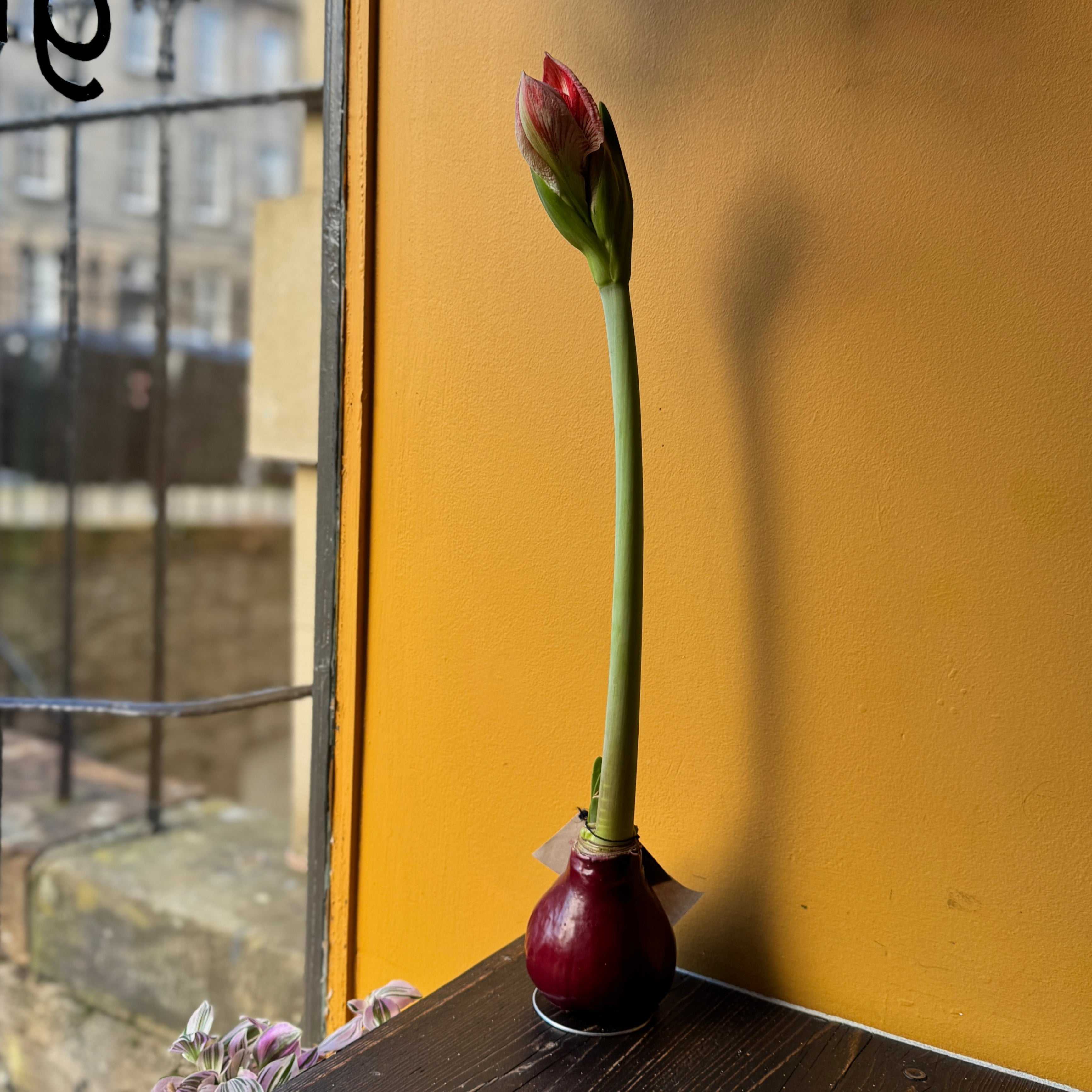 Luxury Wax Amaryllis Bulbs