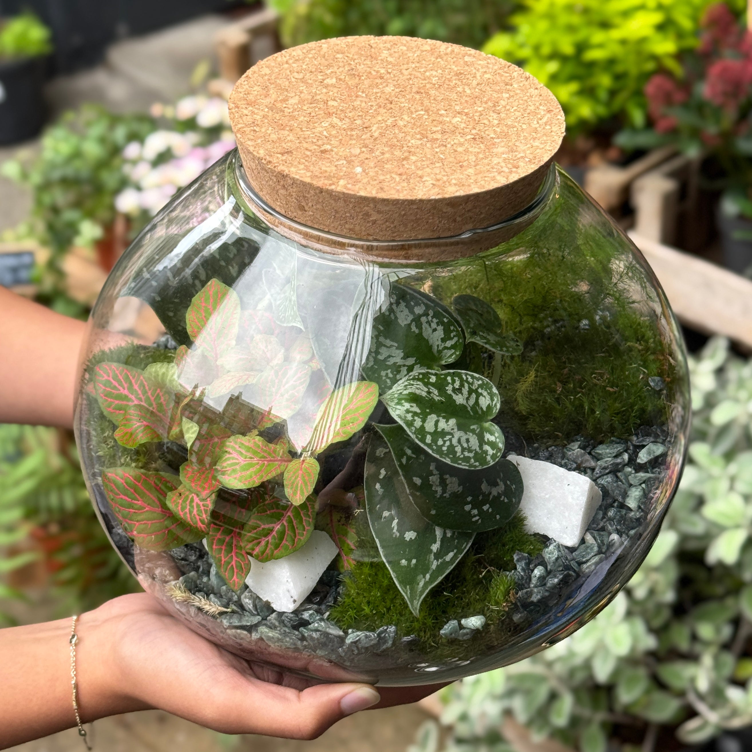 Spheroid Terrarium