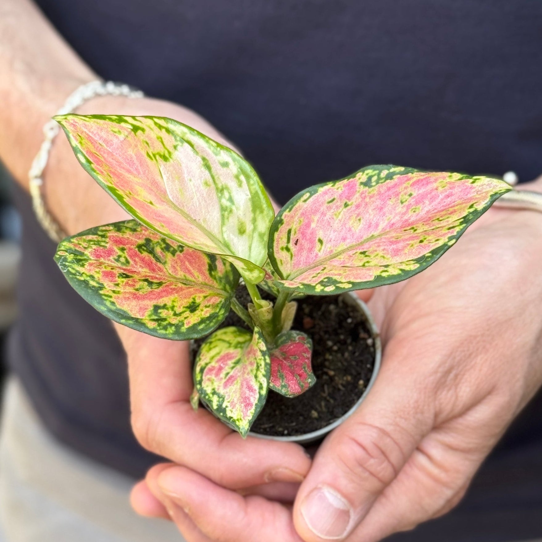 Aglaonema 'Lucky Red'