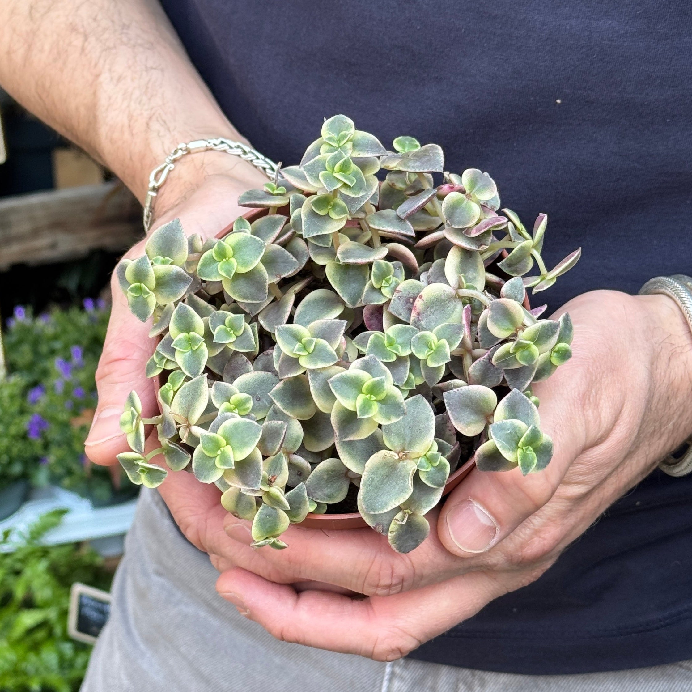 Crassula pellucida subsp. marginalis
