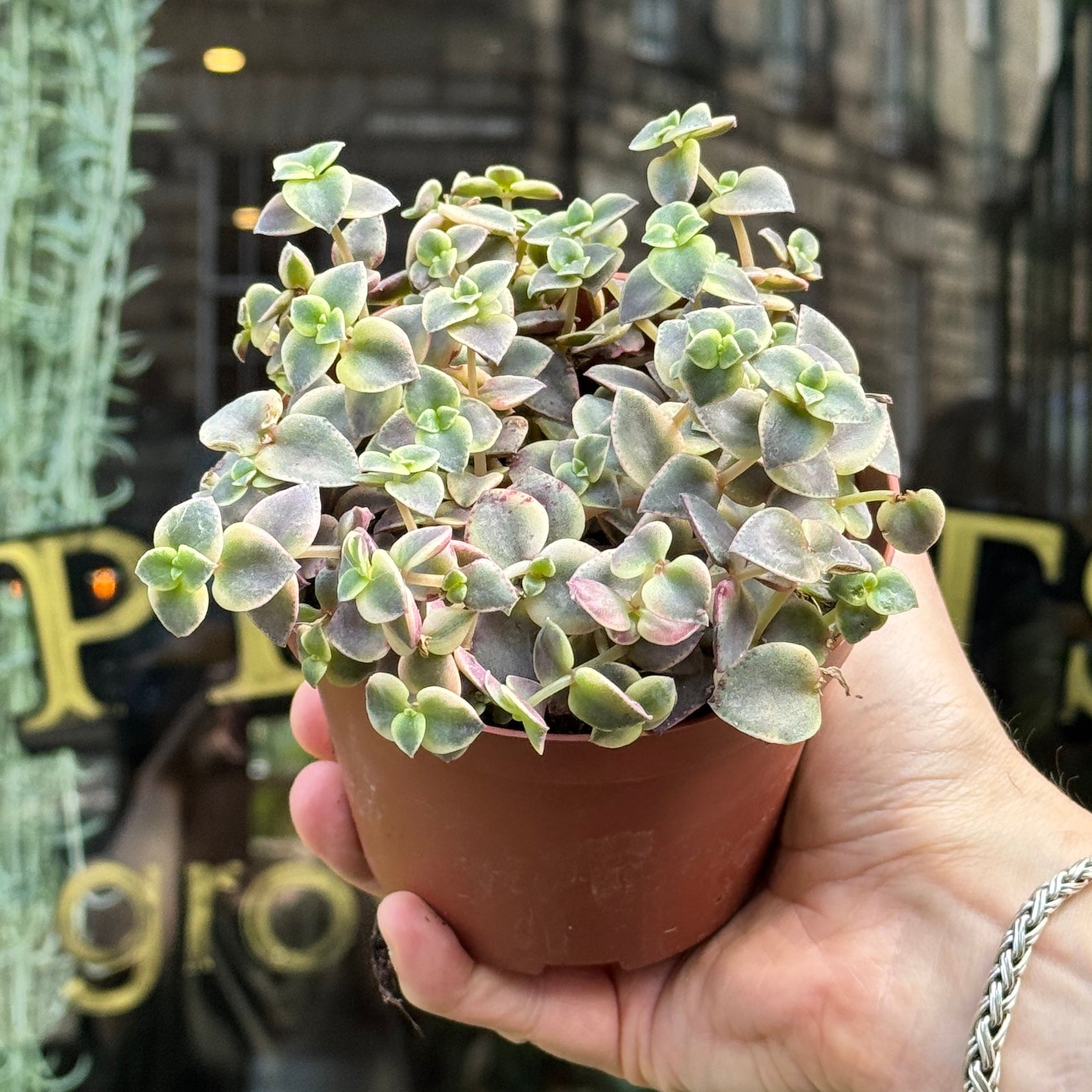 Crassula pellucida subsp. marginalis