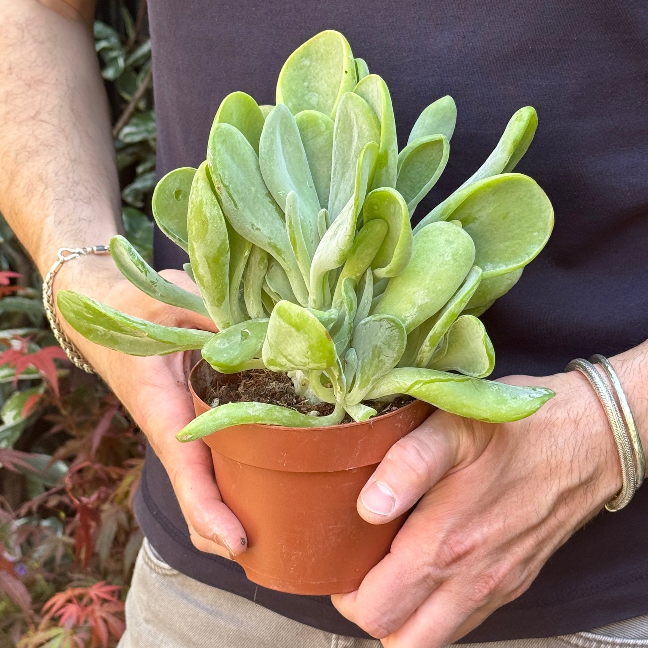 Kalanchoe luciae 'Oricula'