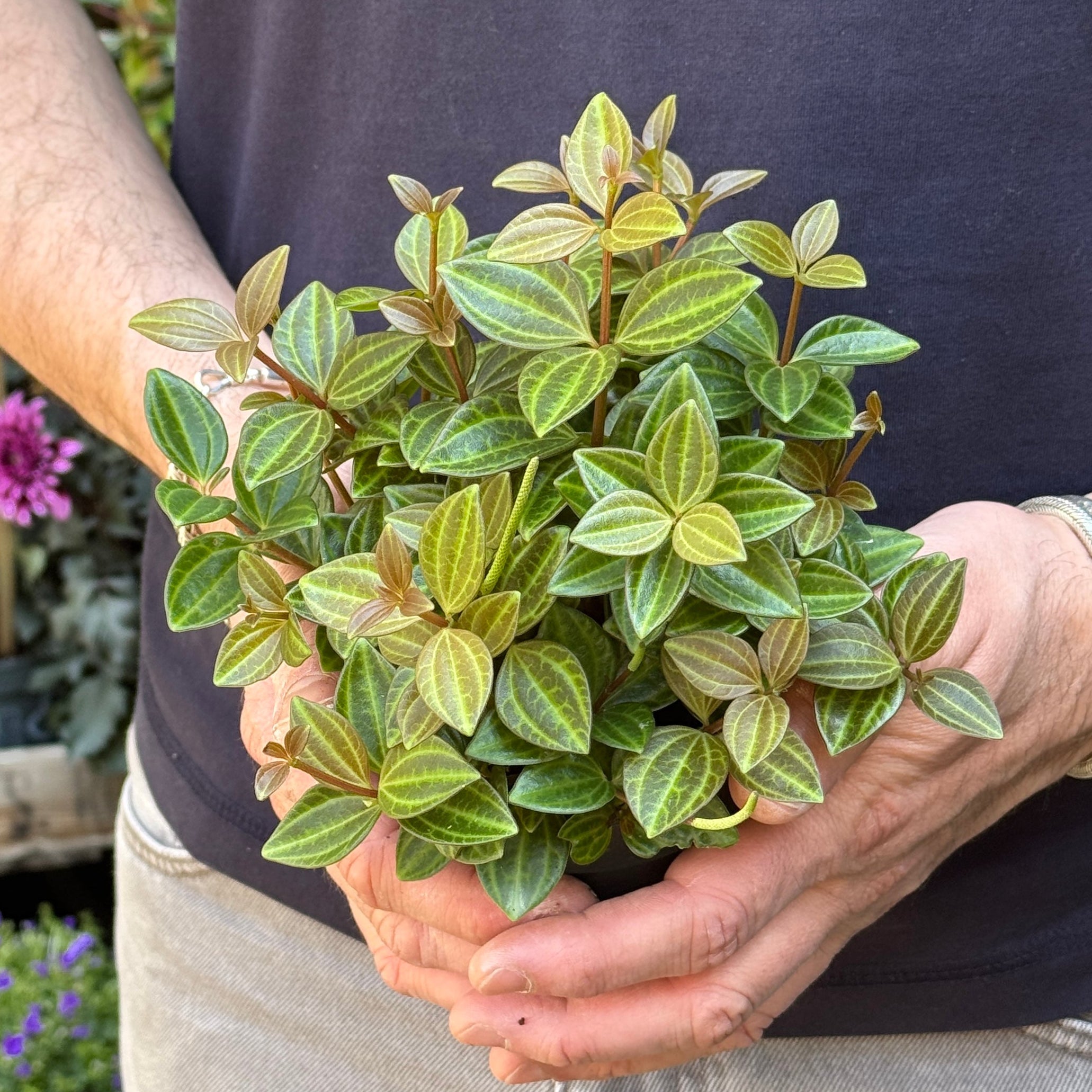 Peperomia 'Rocca Vivace'