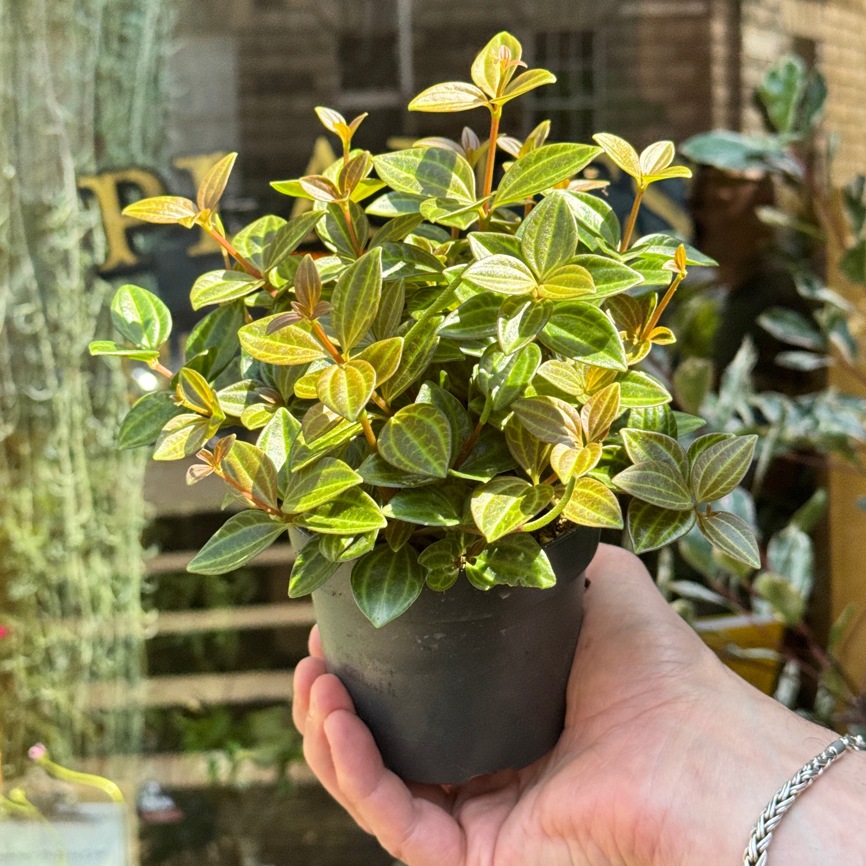 Peperomia 'Rocca Vivace'
