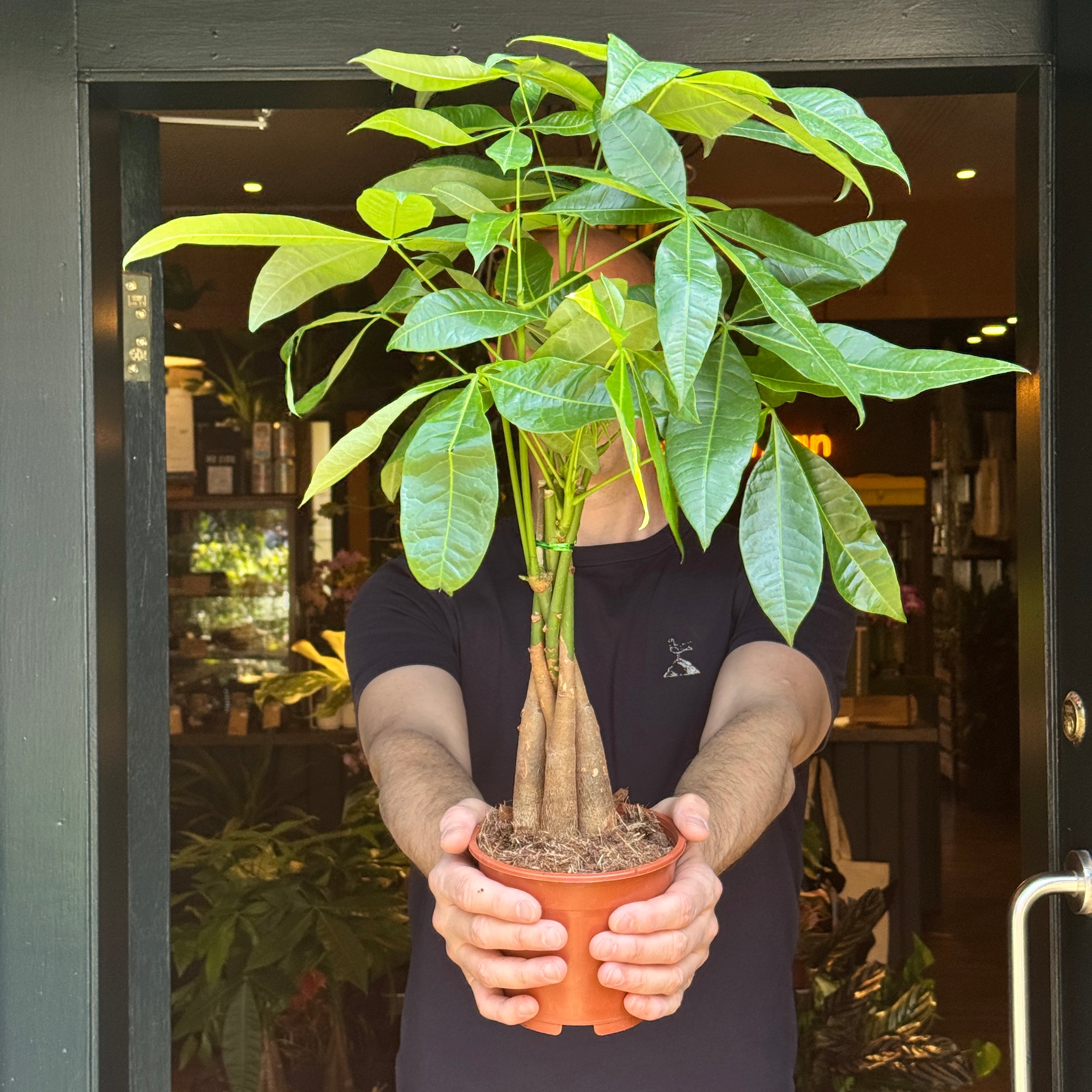 Pachira aquatica (14cm pot)