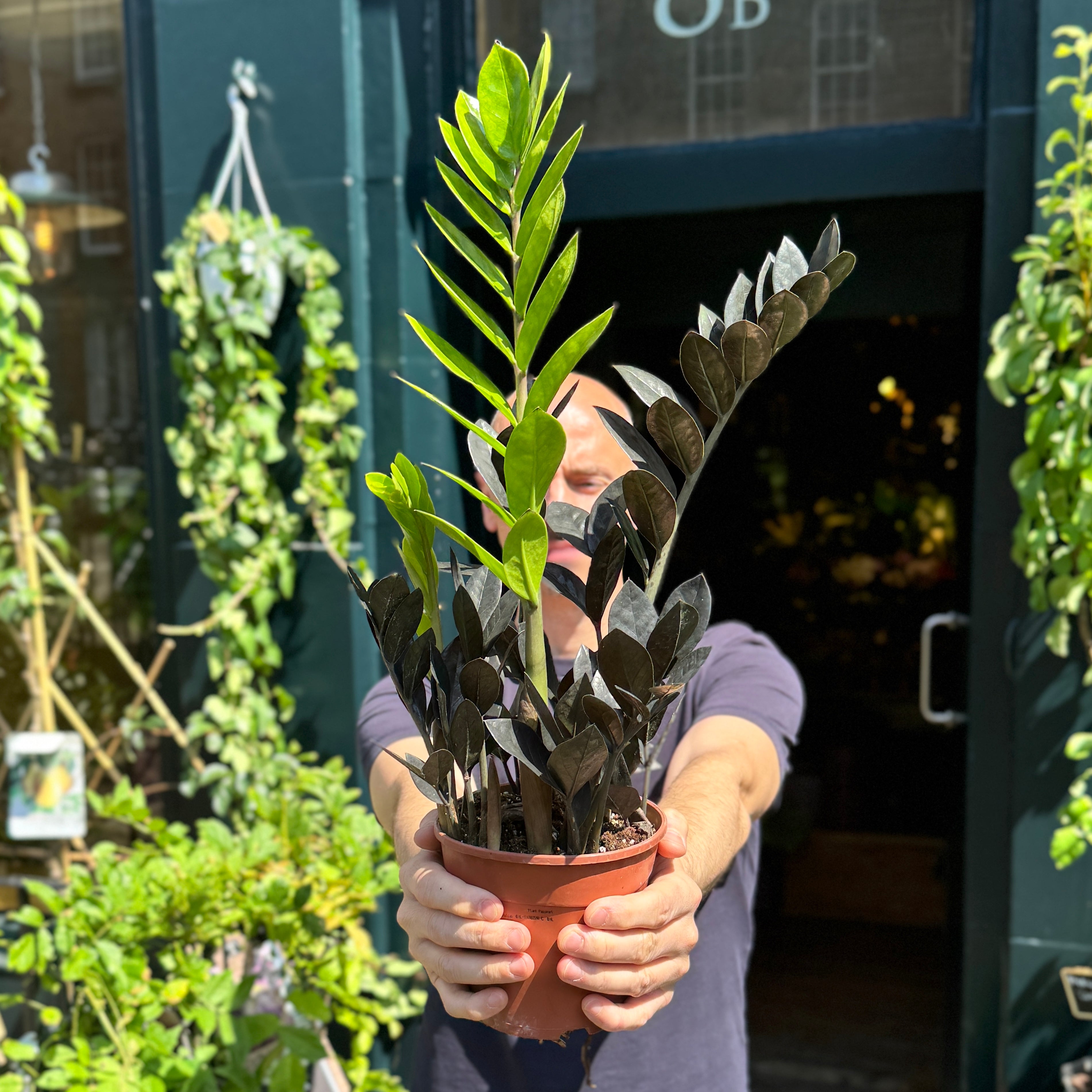 Zamioculcas zamiifolia ‘Raven’