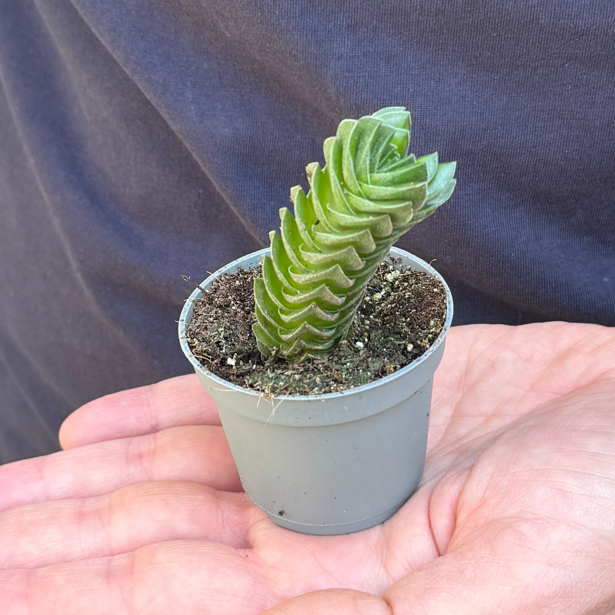 Crassula 'Buddha's Temple'