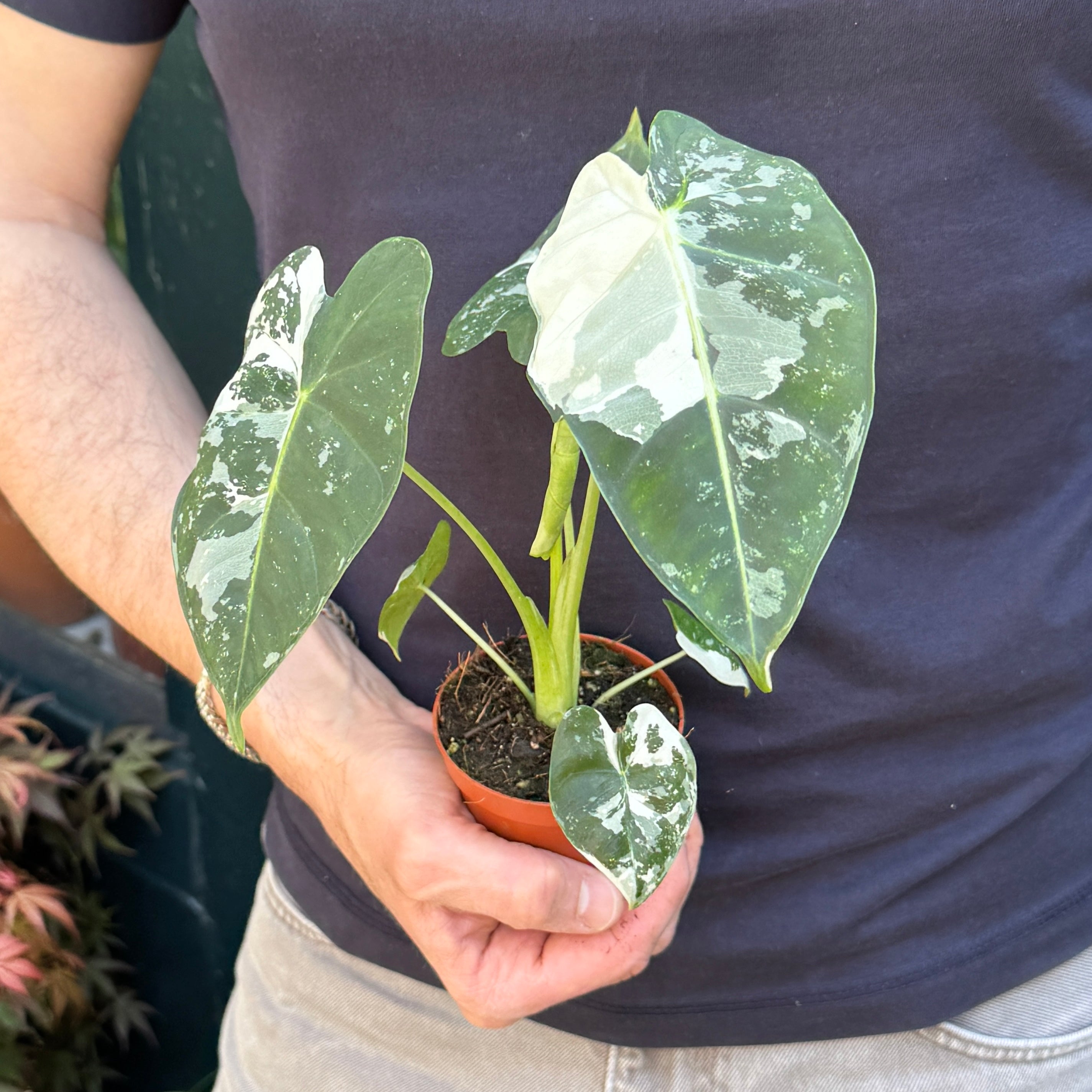 Alocasia micholitziana ‘Frydek’ Variegata
