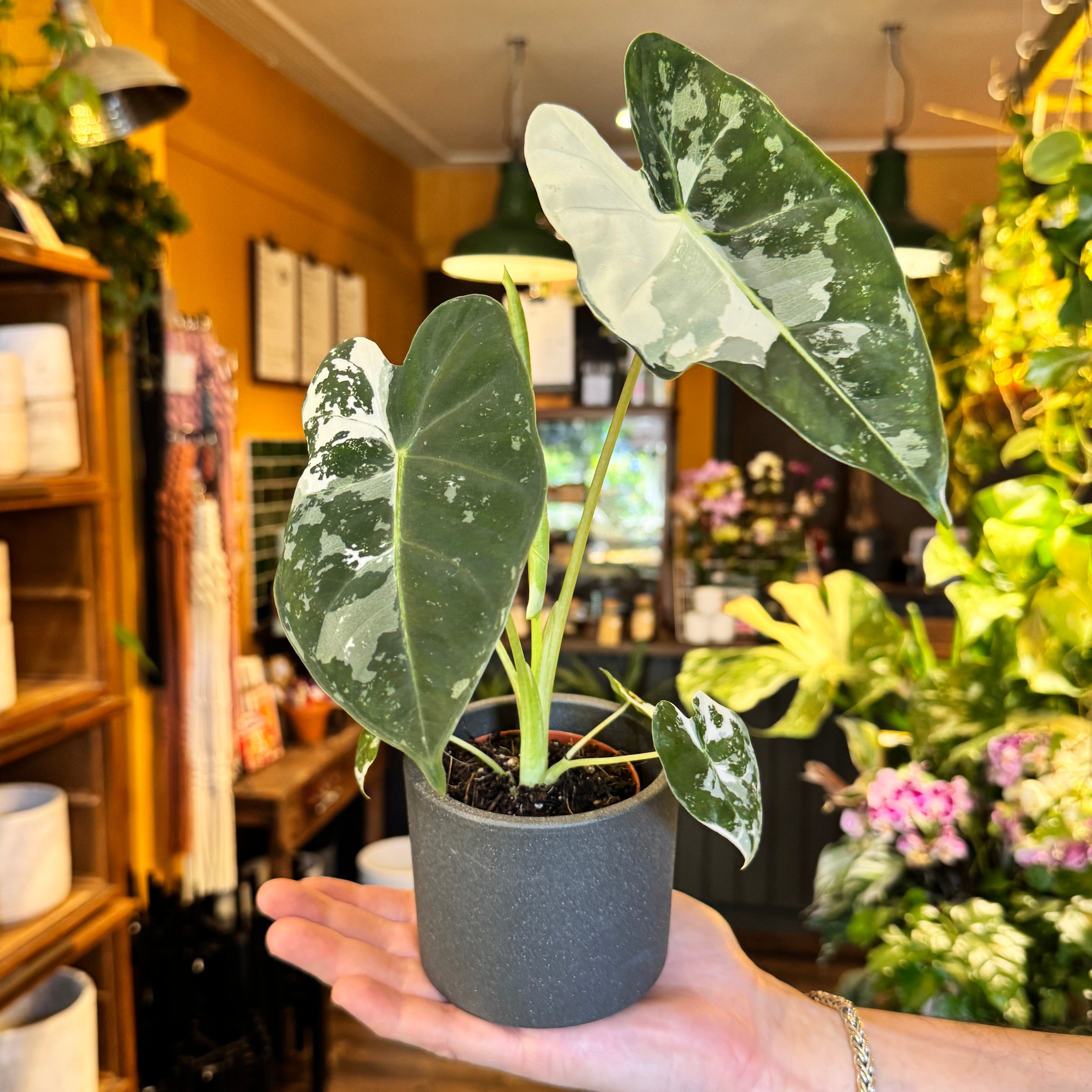 Alocasia micholitziana ‘Frydek’ Variegata