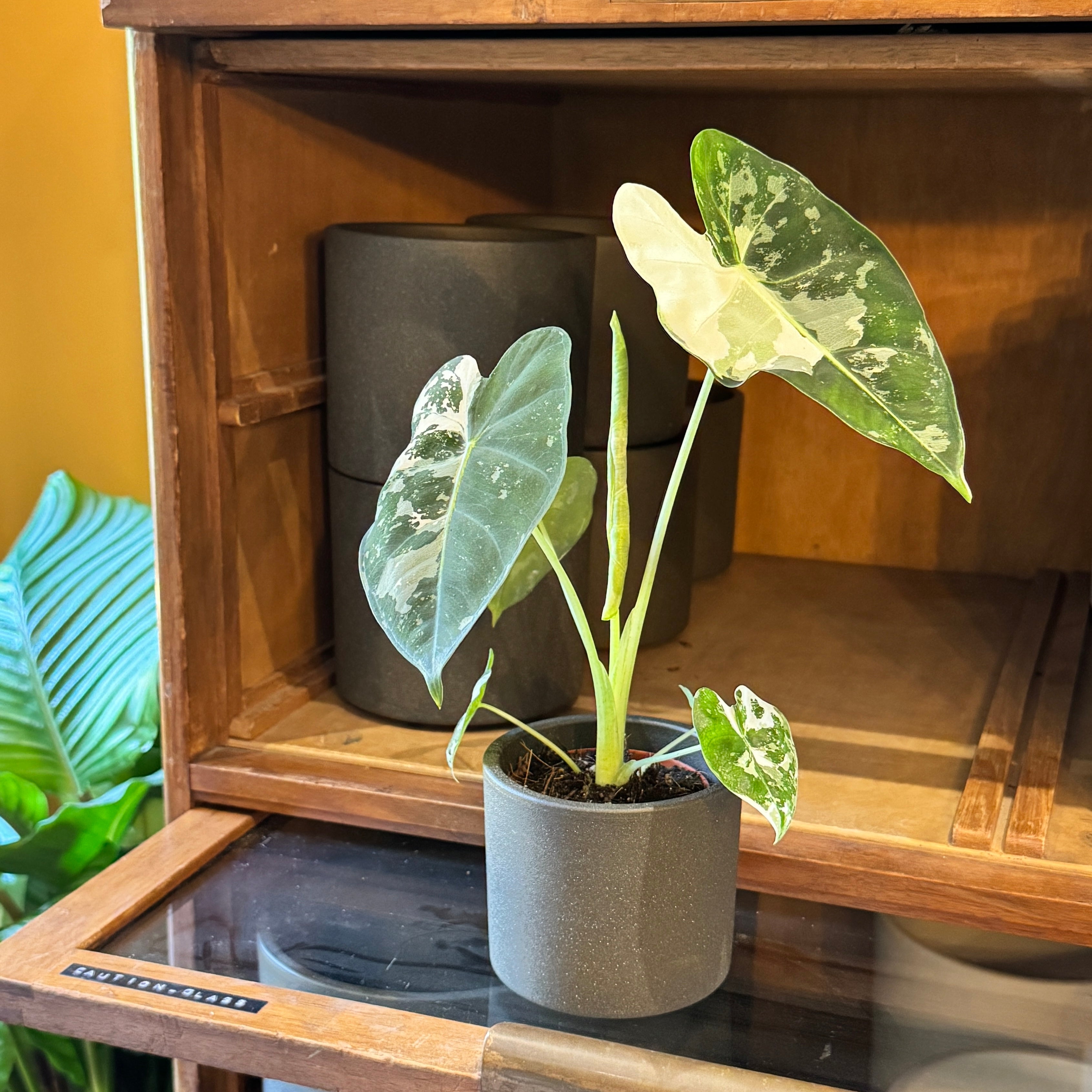 Alocasia micholitziana ‘Frydek’ Variegata