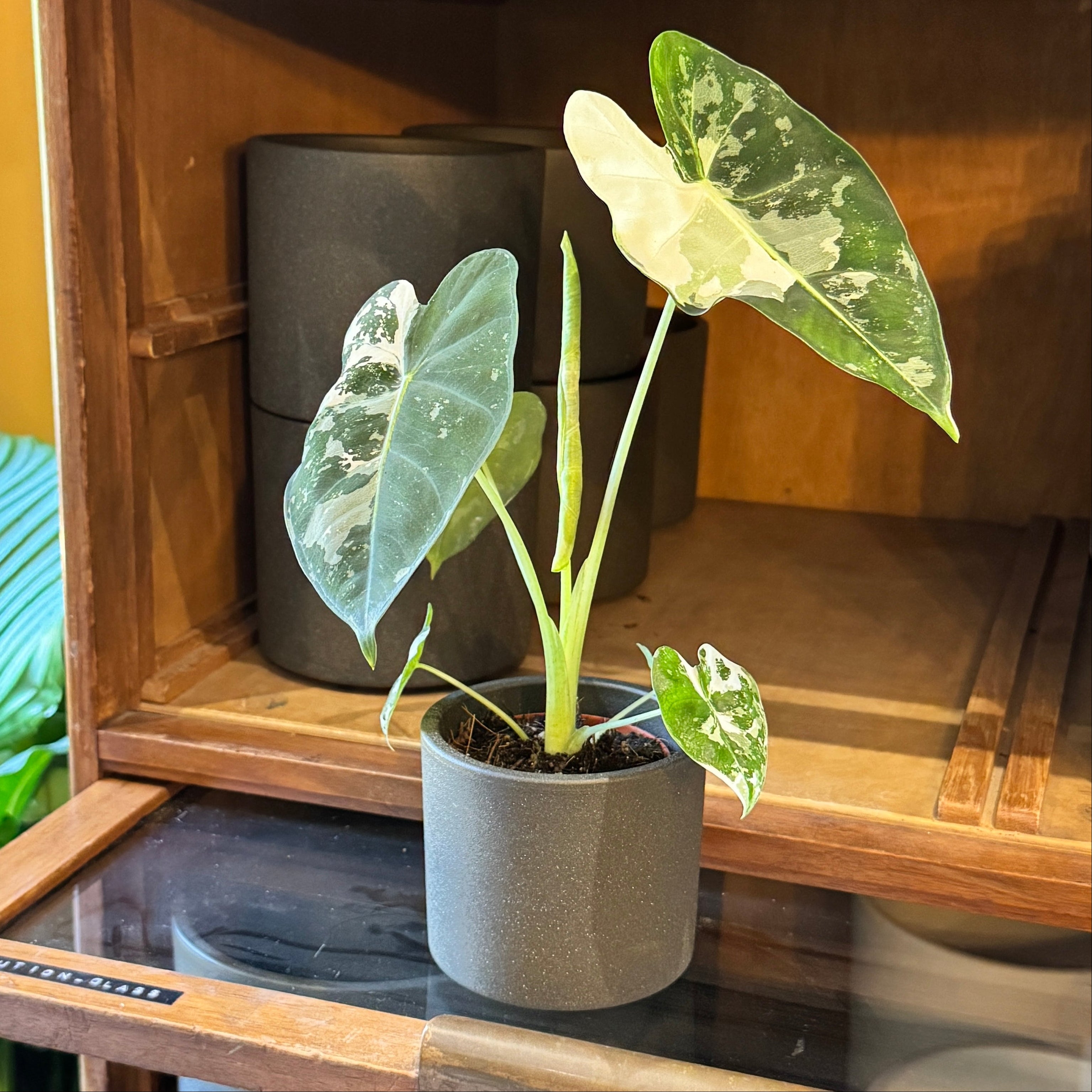 Alocasia micholitziana ‘Frydek’ Variegata