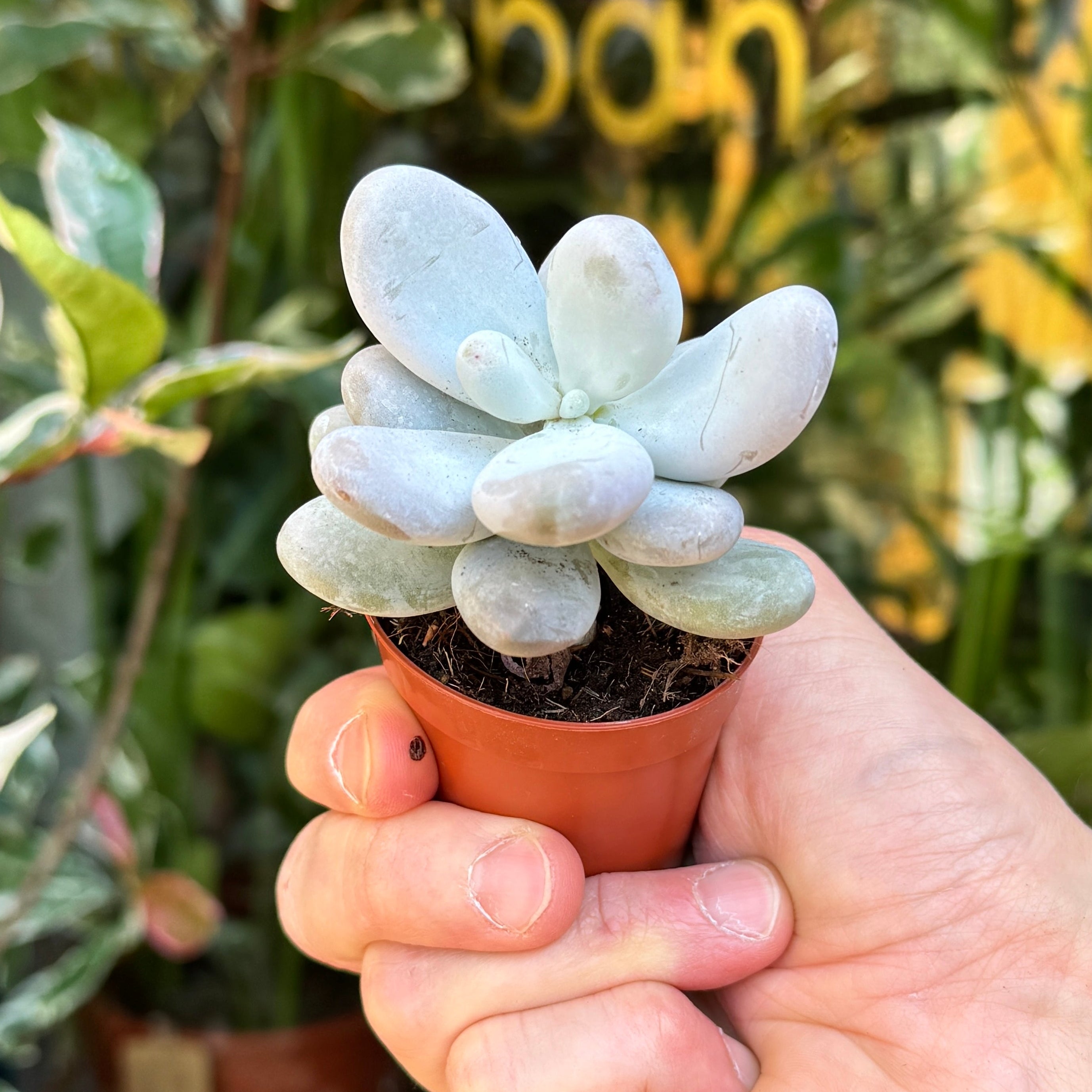 Pachyphytum oviferum 'Rubra'
