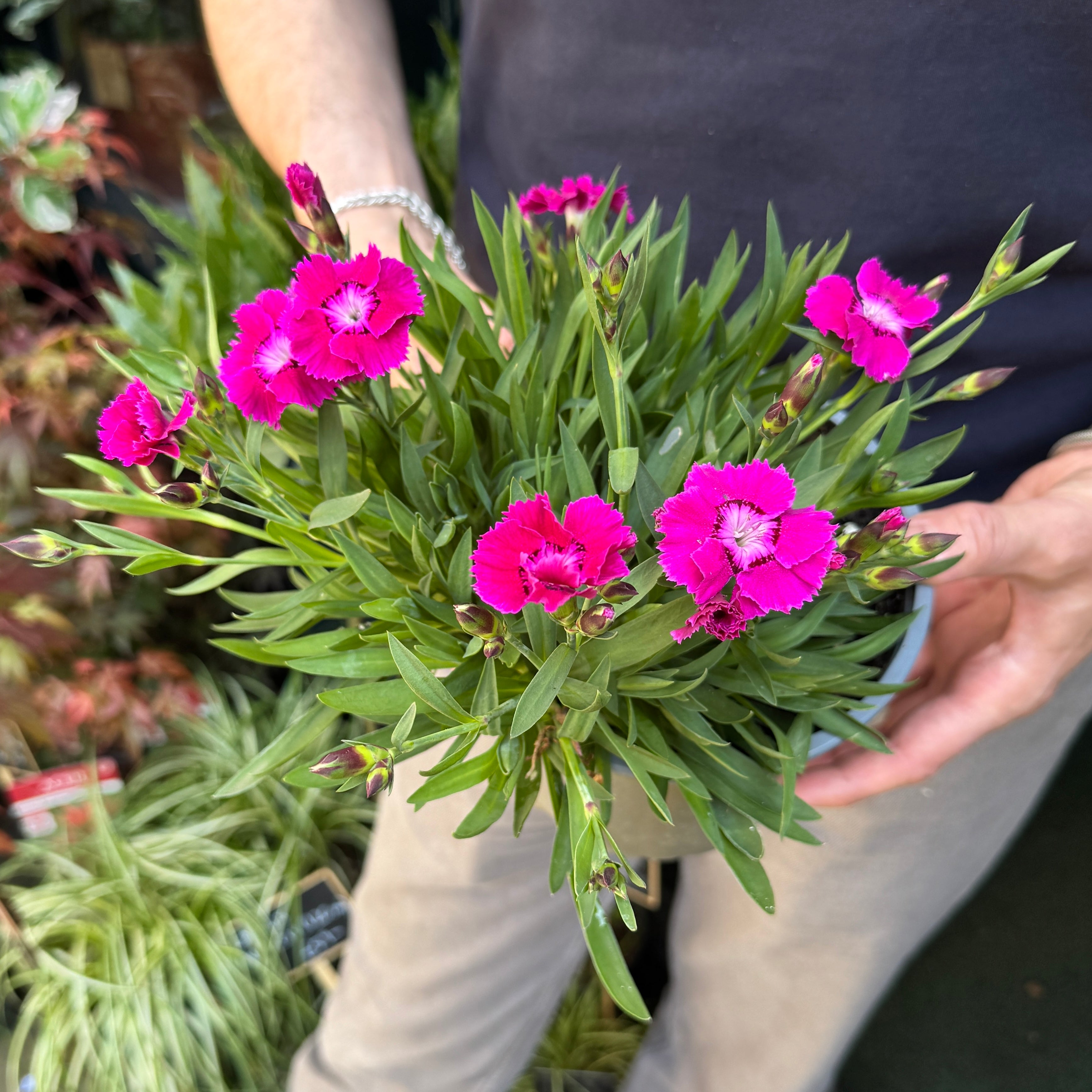 Dianthus 'Mountain Frost Pink'