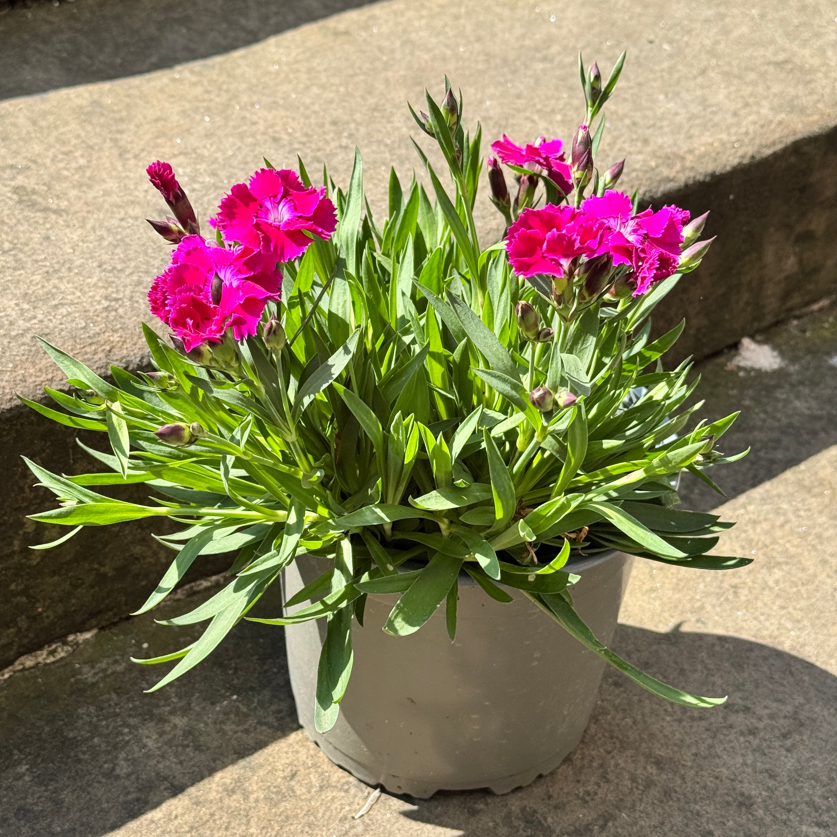 Dianthus 'Mountain Frost Pink'