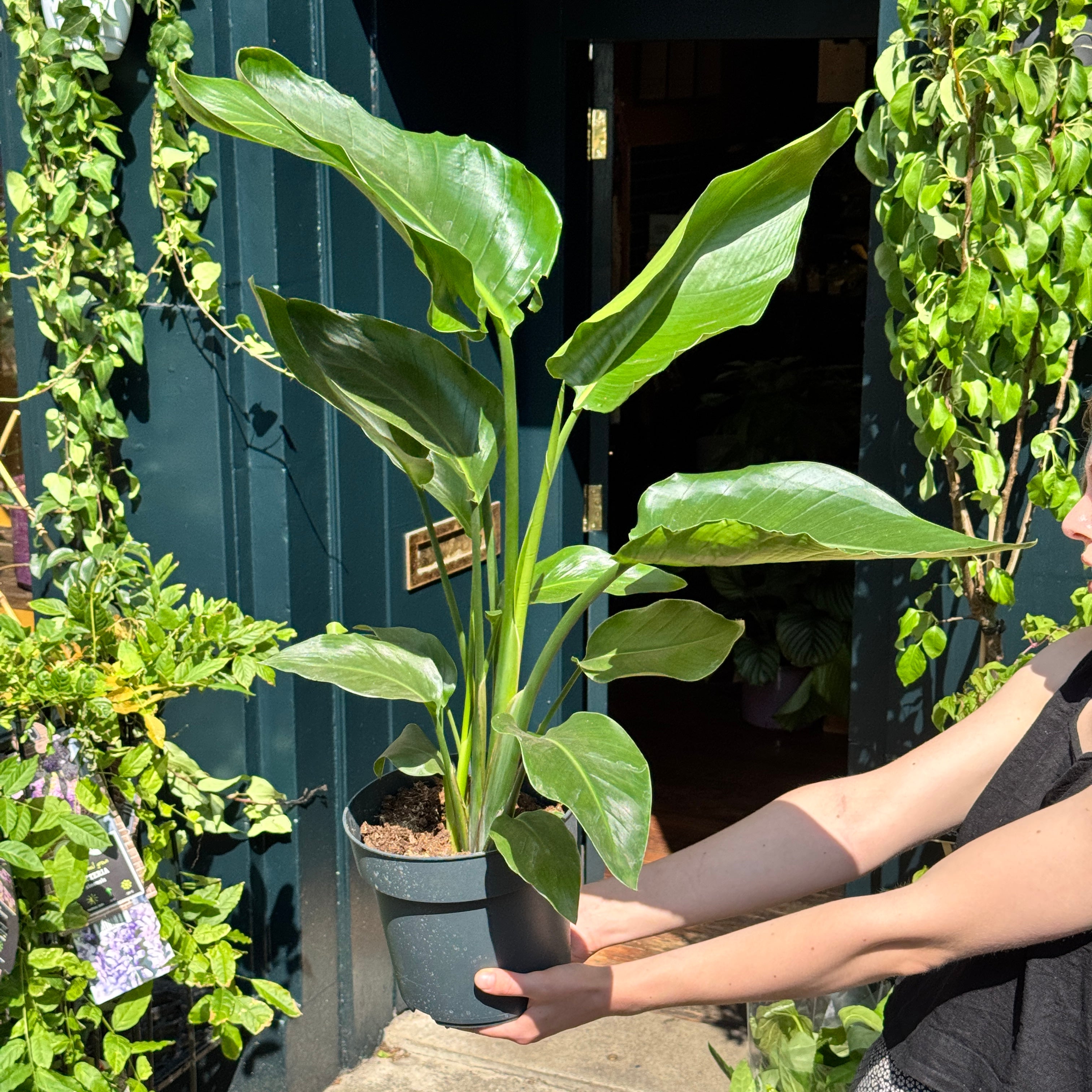Strelitzia nicolai (90cm)