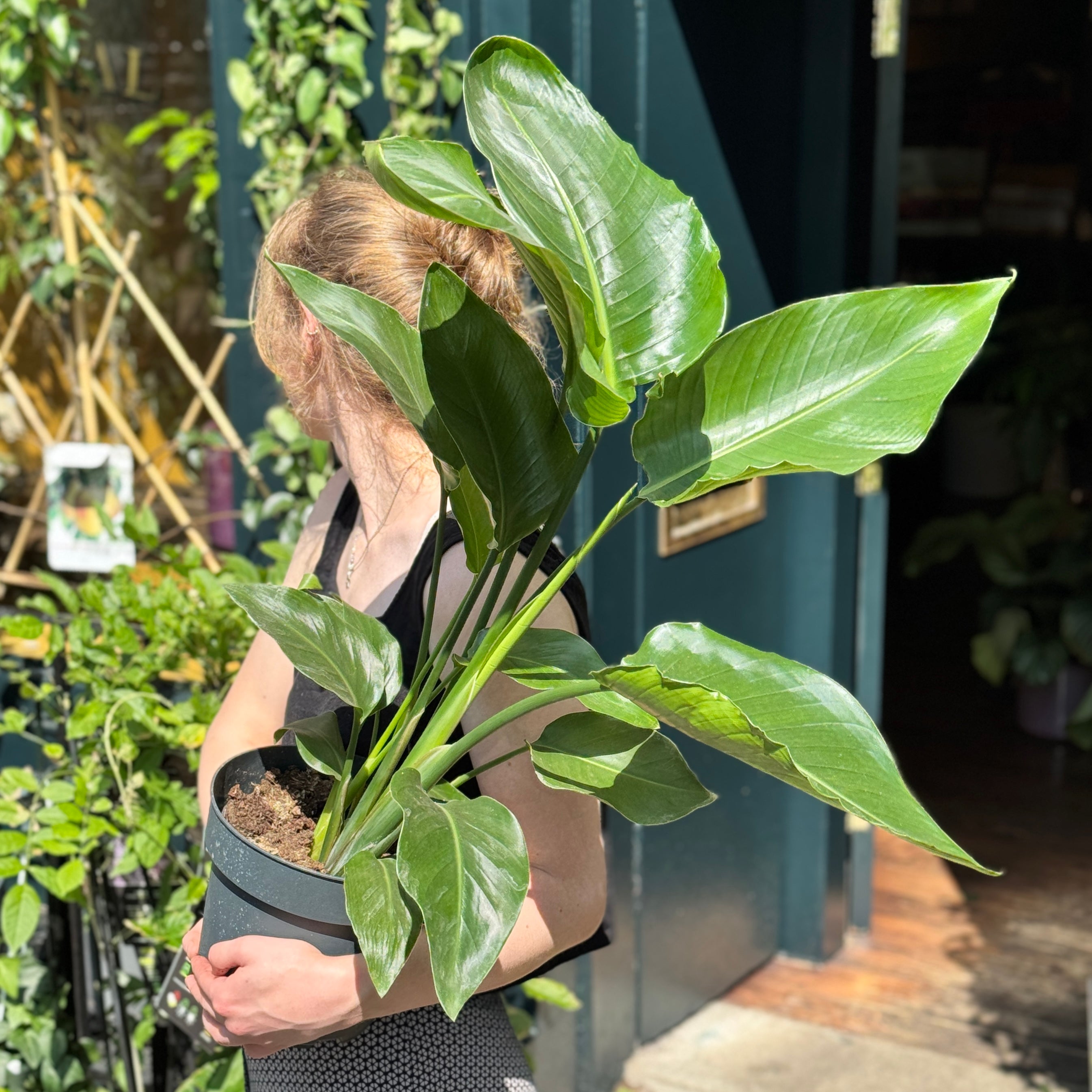 Strelitzia nicolai (90cm)