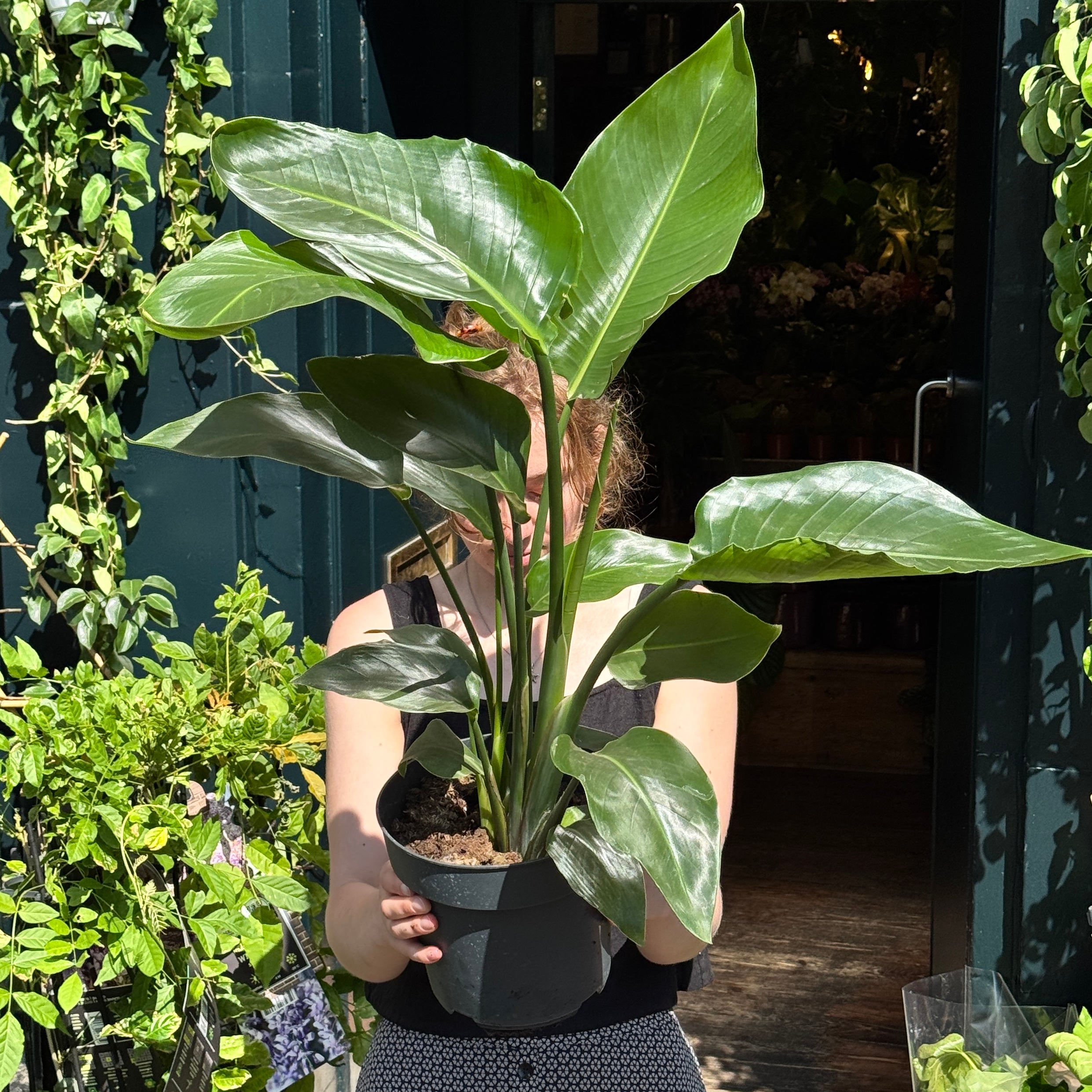 Strelitzia nicolai (90cm)