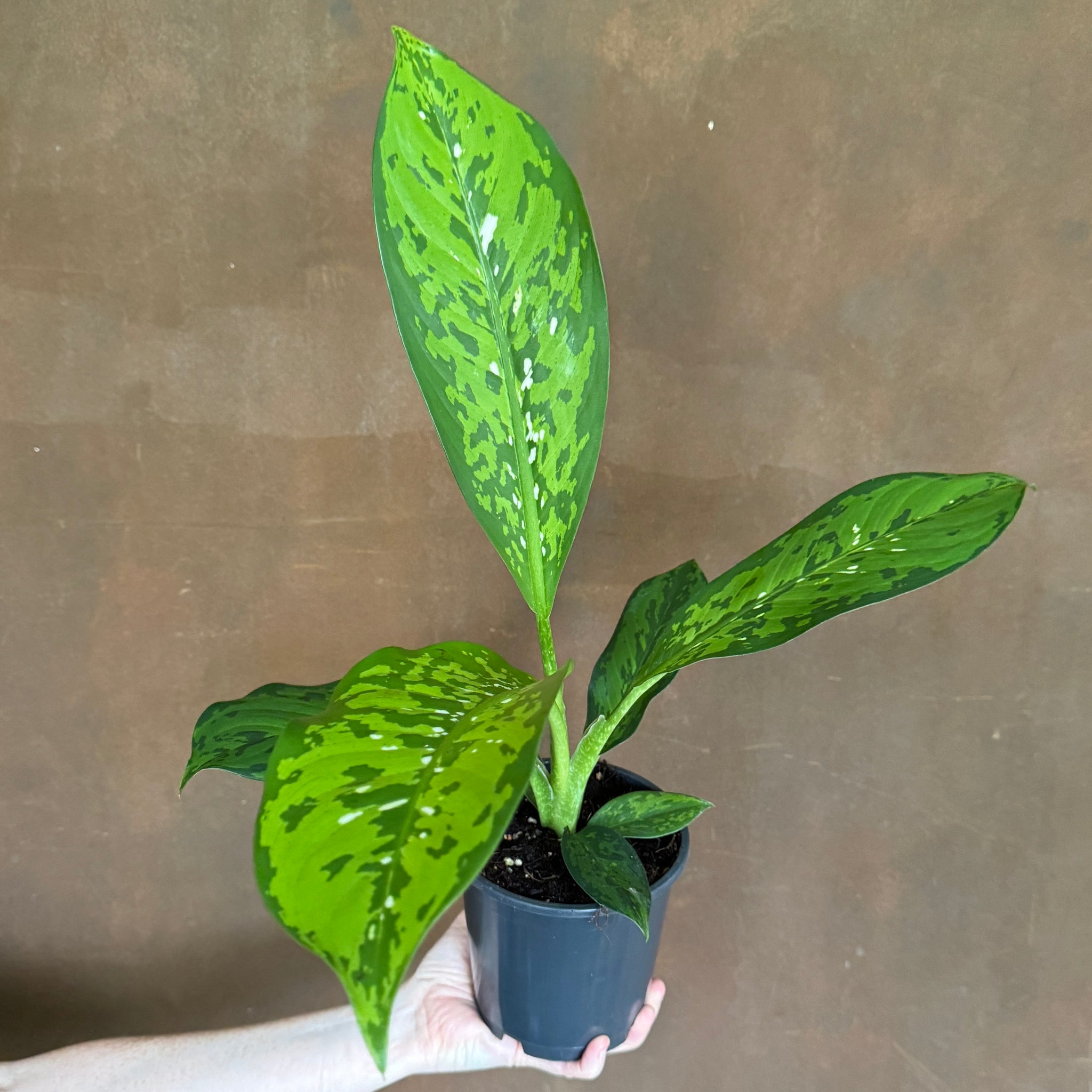 crocodile dieffenbachia Dieffenbachia 'Crocodile'