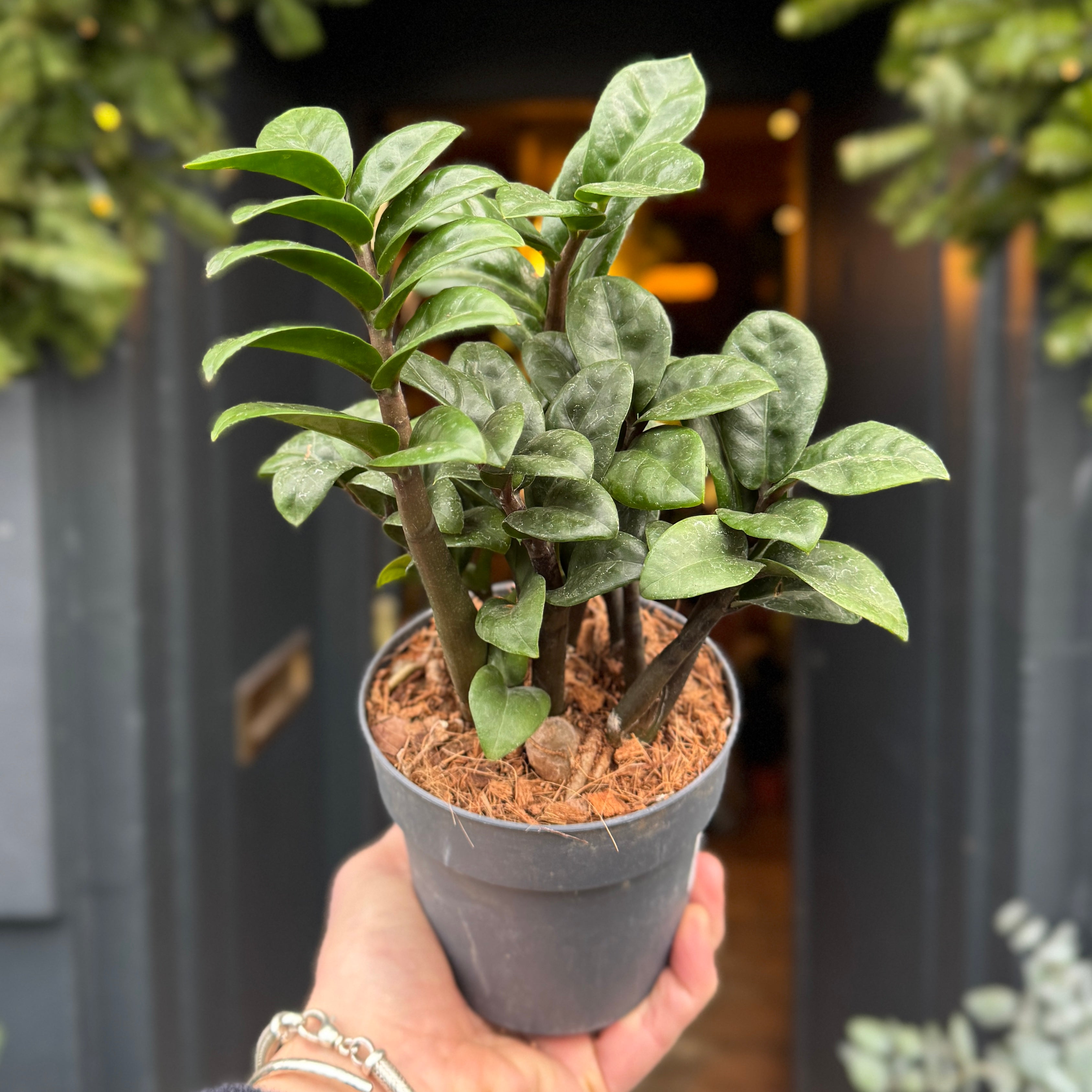 Zamioculcas zamiifolia ‘Zenzi’ (12cm pot)