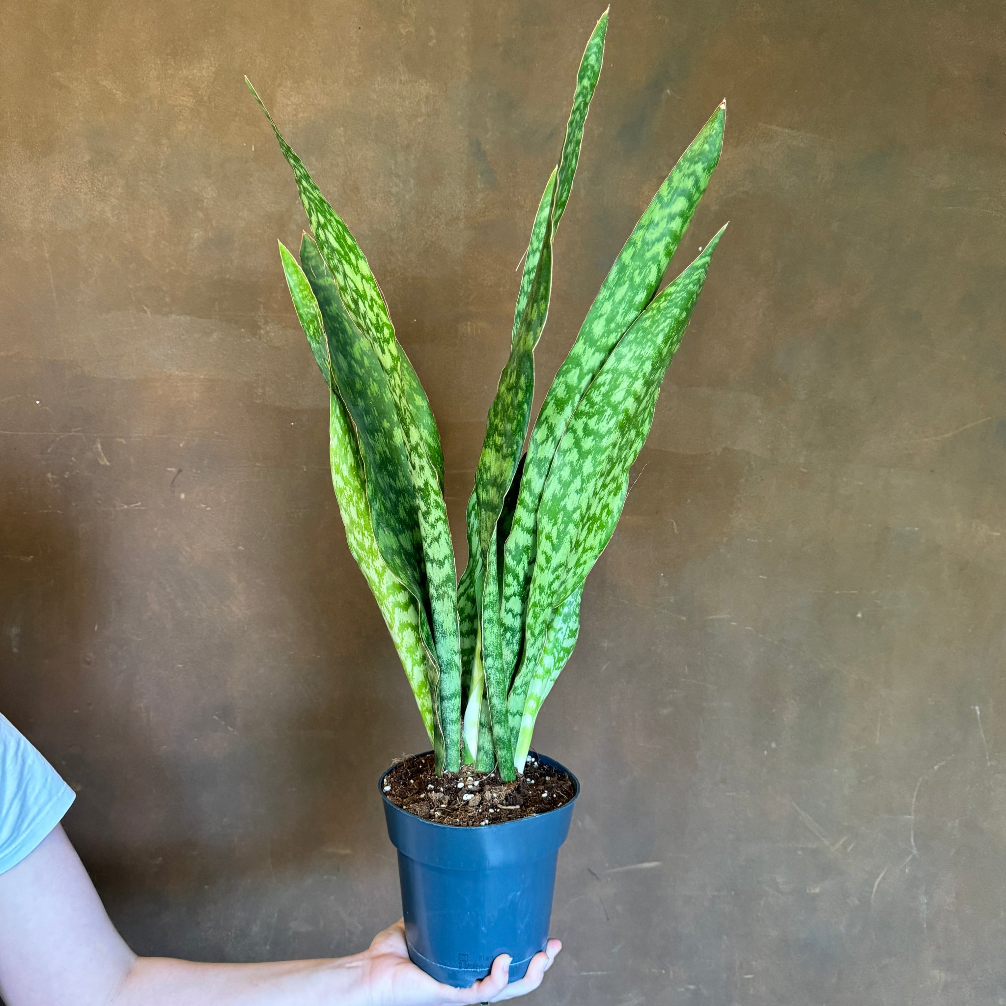 sansevieria aubrytiana dragon Sansevieria aubrytniana 'Dragon' (17cm pot)