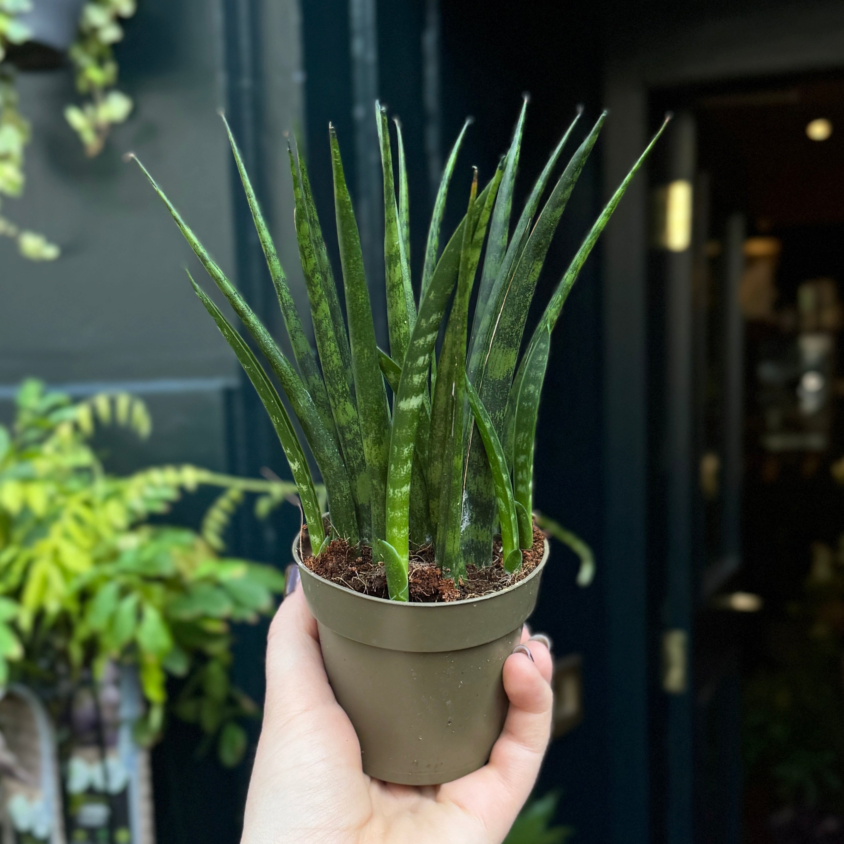 Sansevieria ‘Fernwood’ (9cm pot)