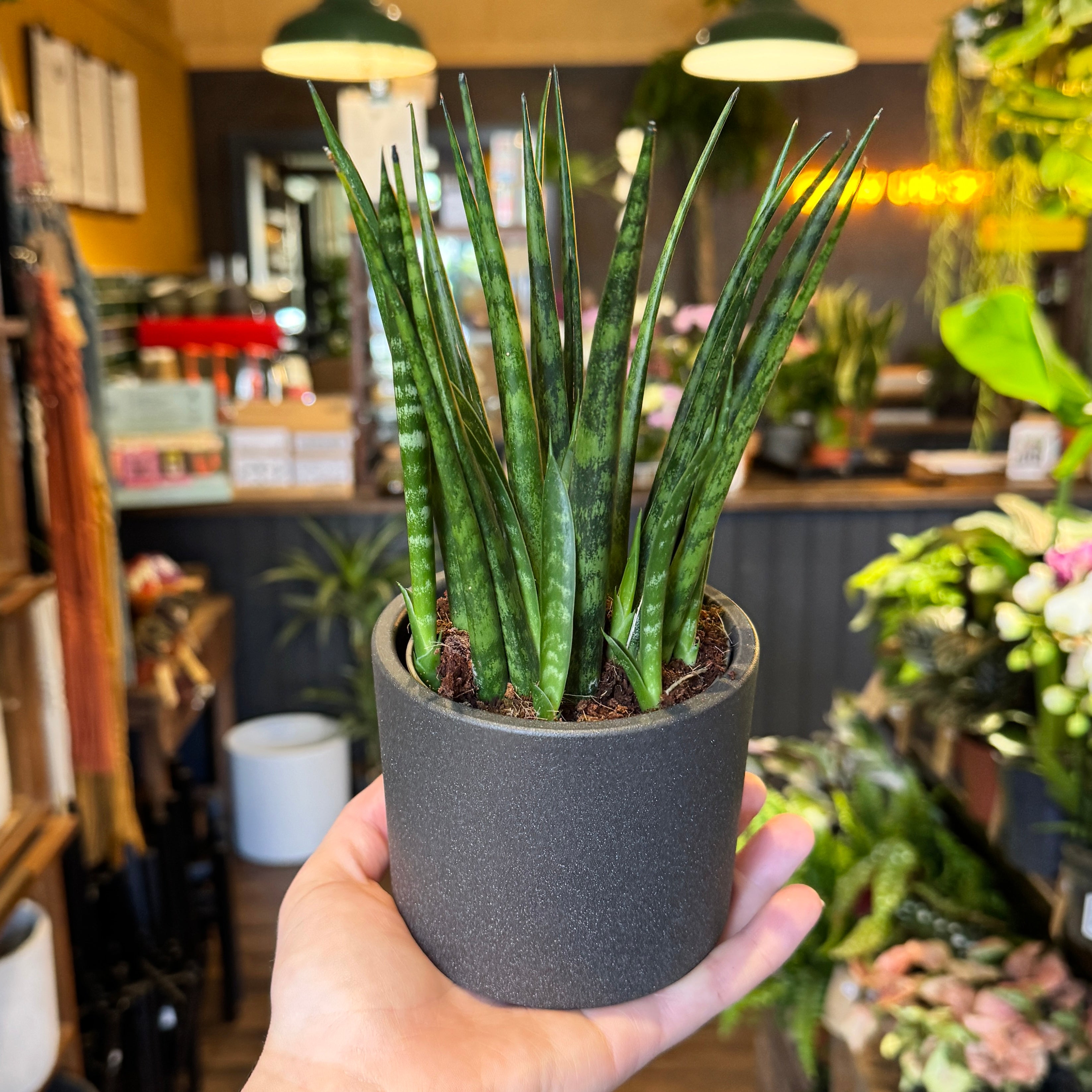 Sansevieria ‘Fernwood’ (9cm pot)