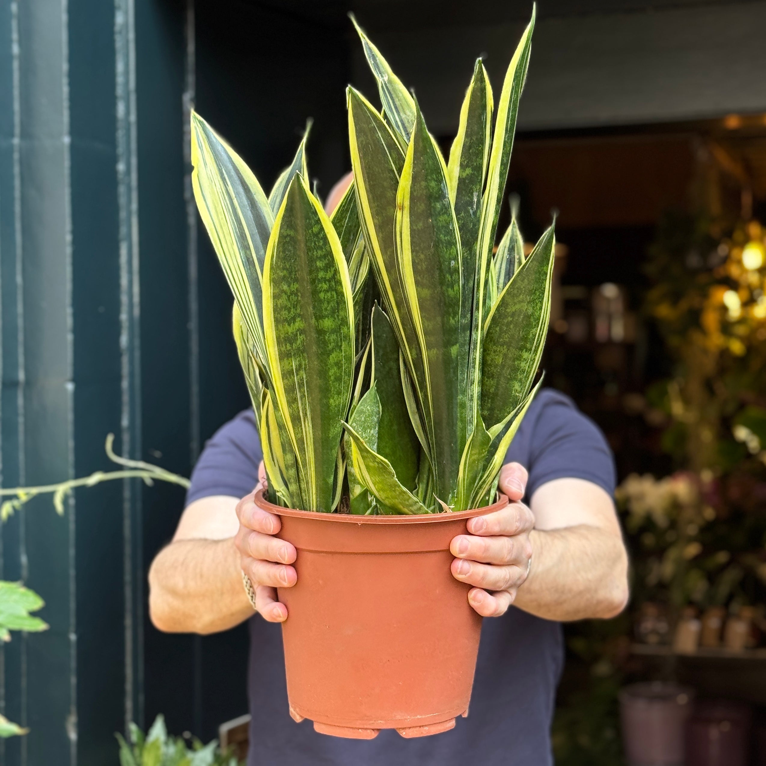 Sansevieria ‘Canary’ (21cm pot)