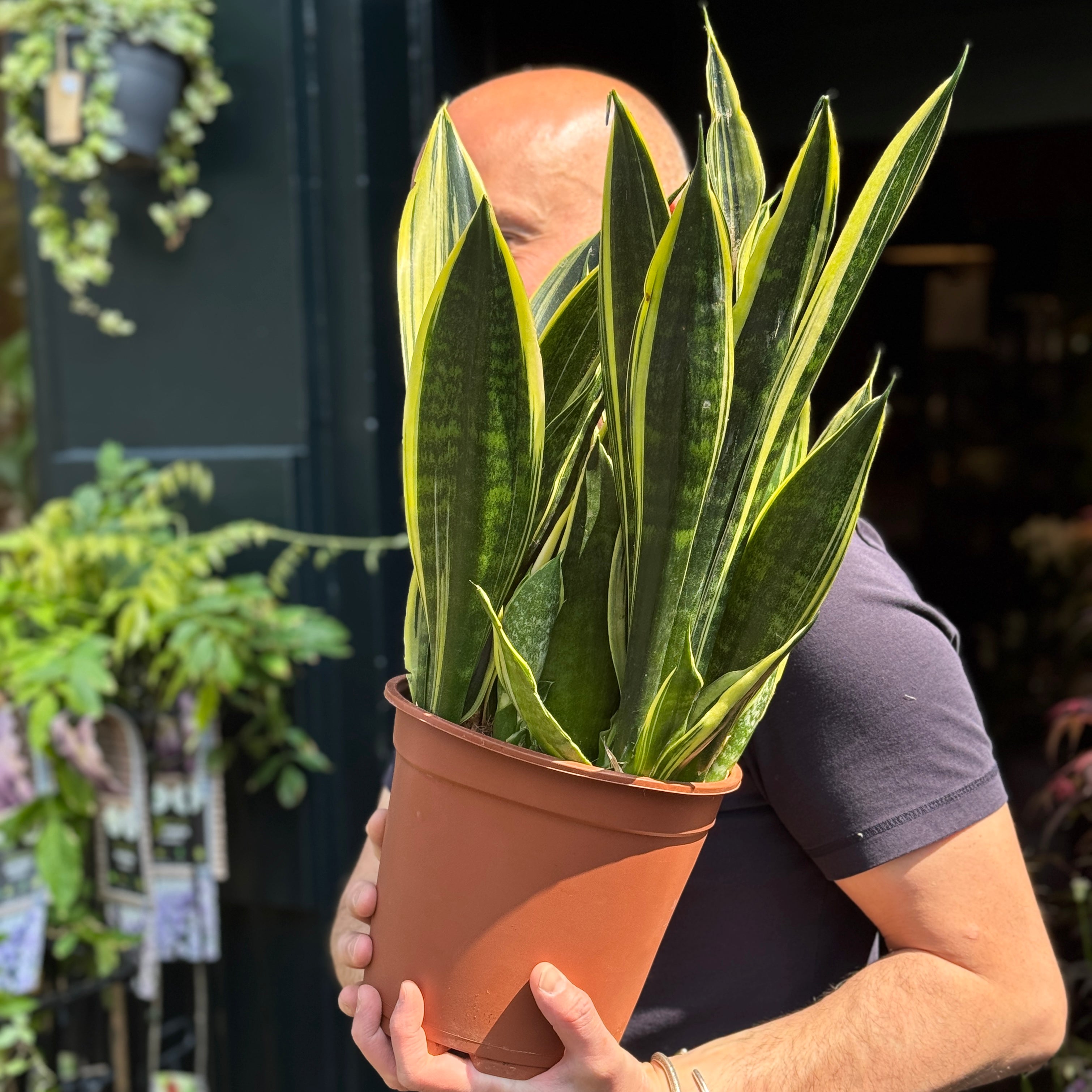Sansevieria ‘Canary’ (21cm pot)