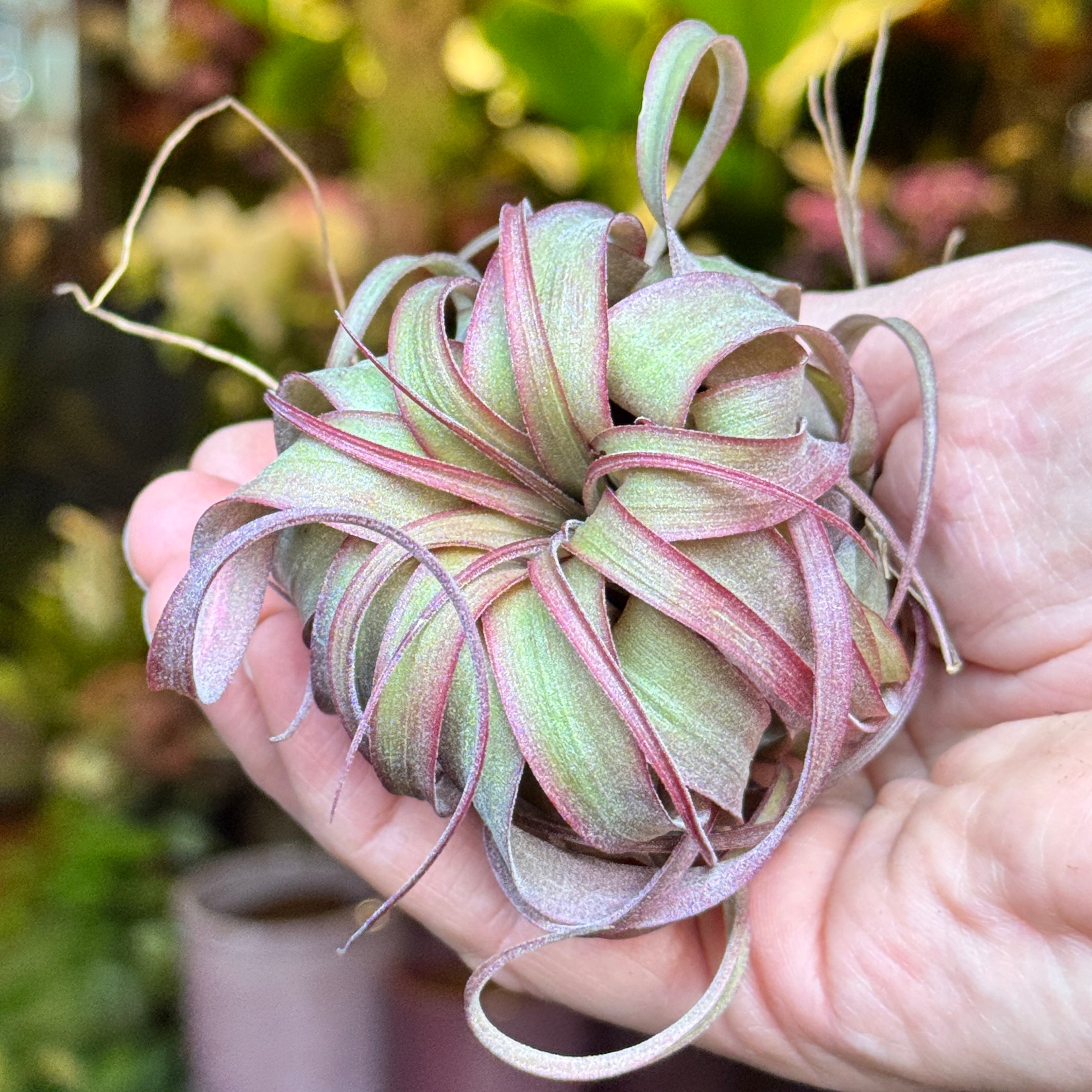 Tillandsia 'Eric Knobloch'