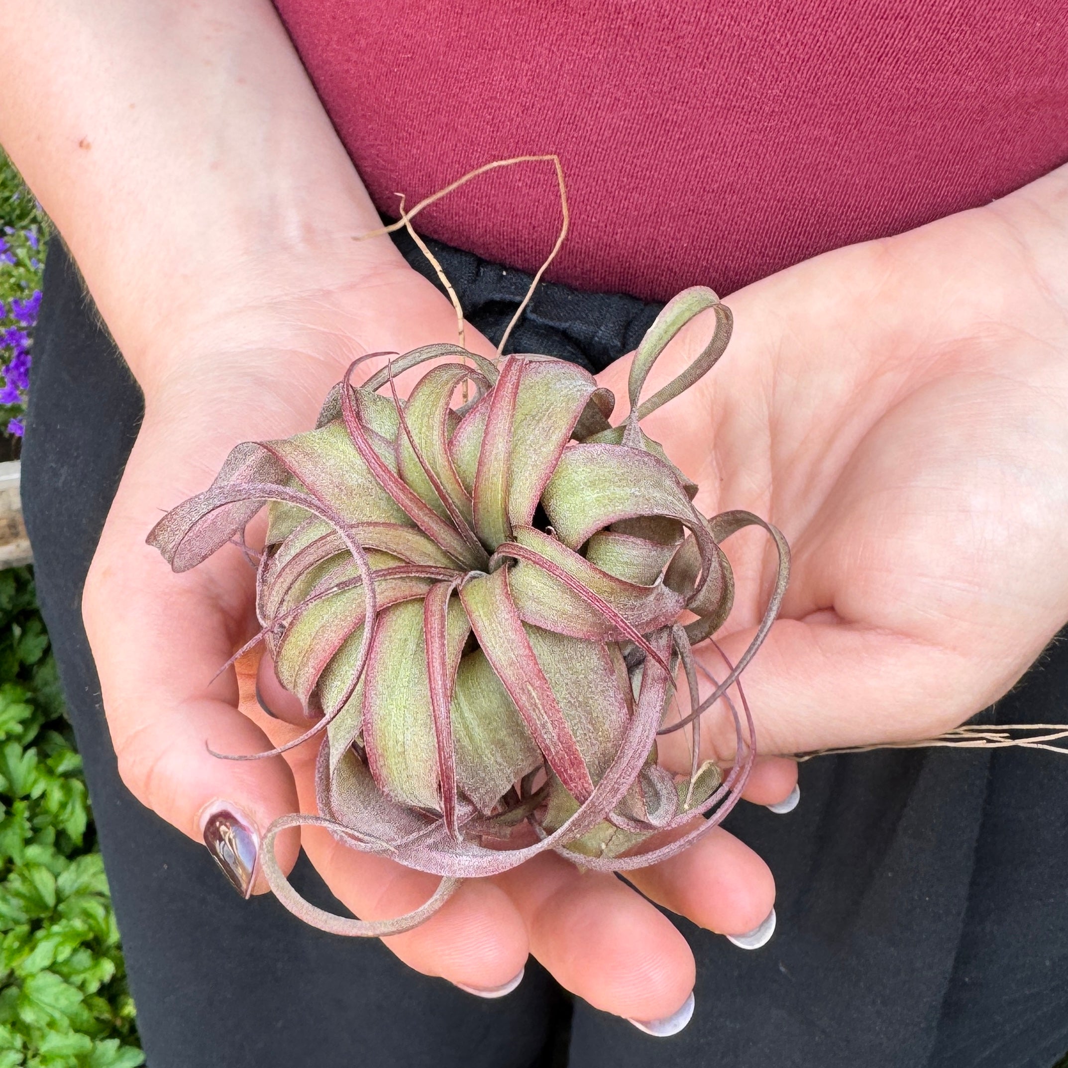 Tillandsia 'Eric Knobloch'