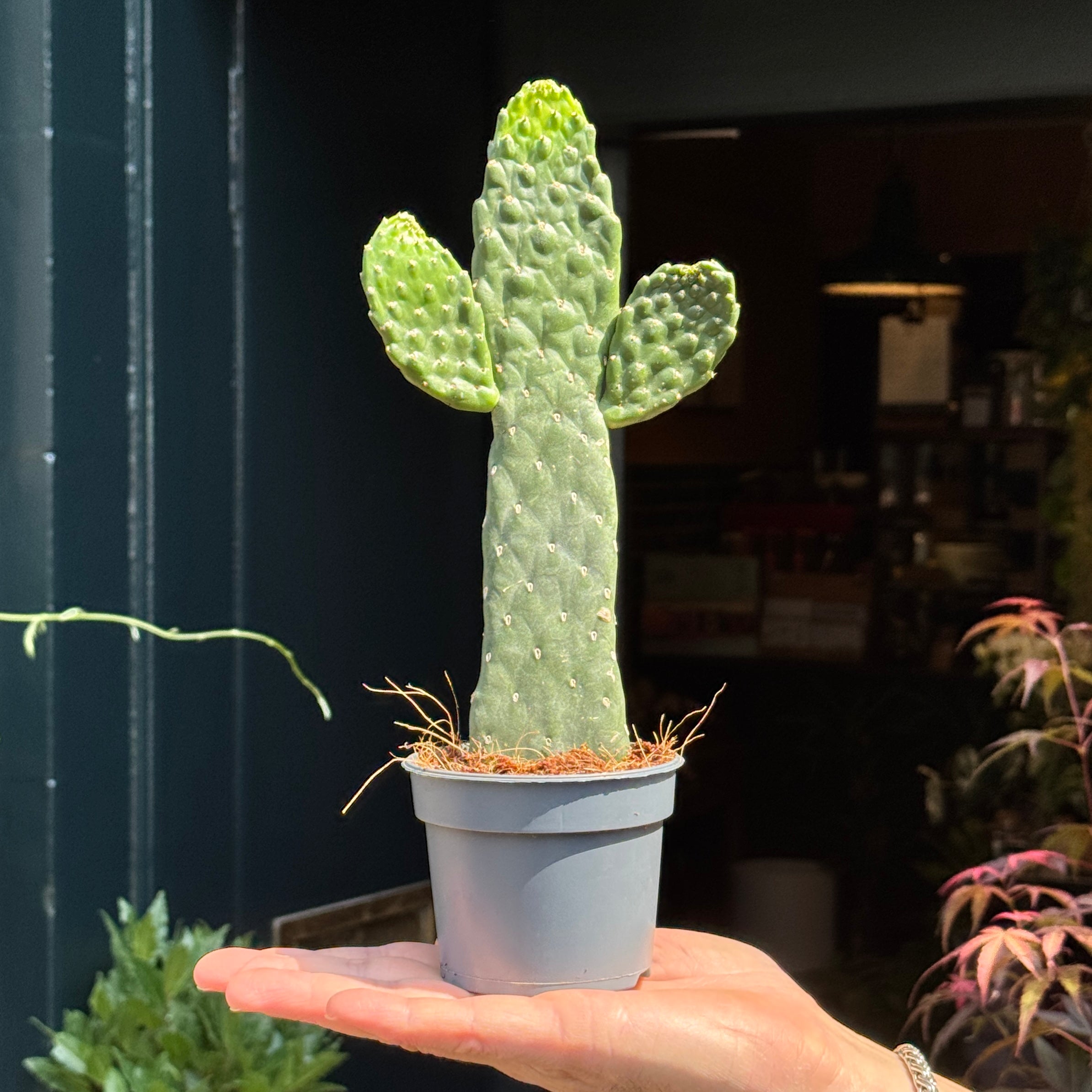 Consolea rubescens (9cm pot)