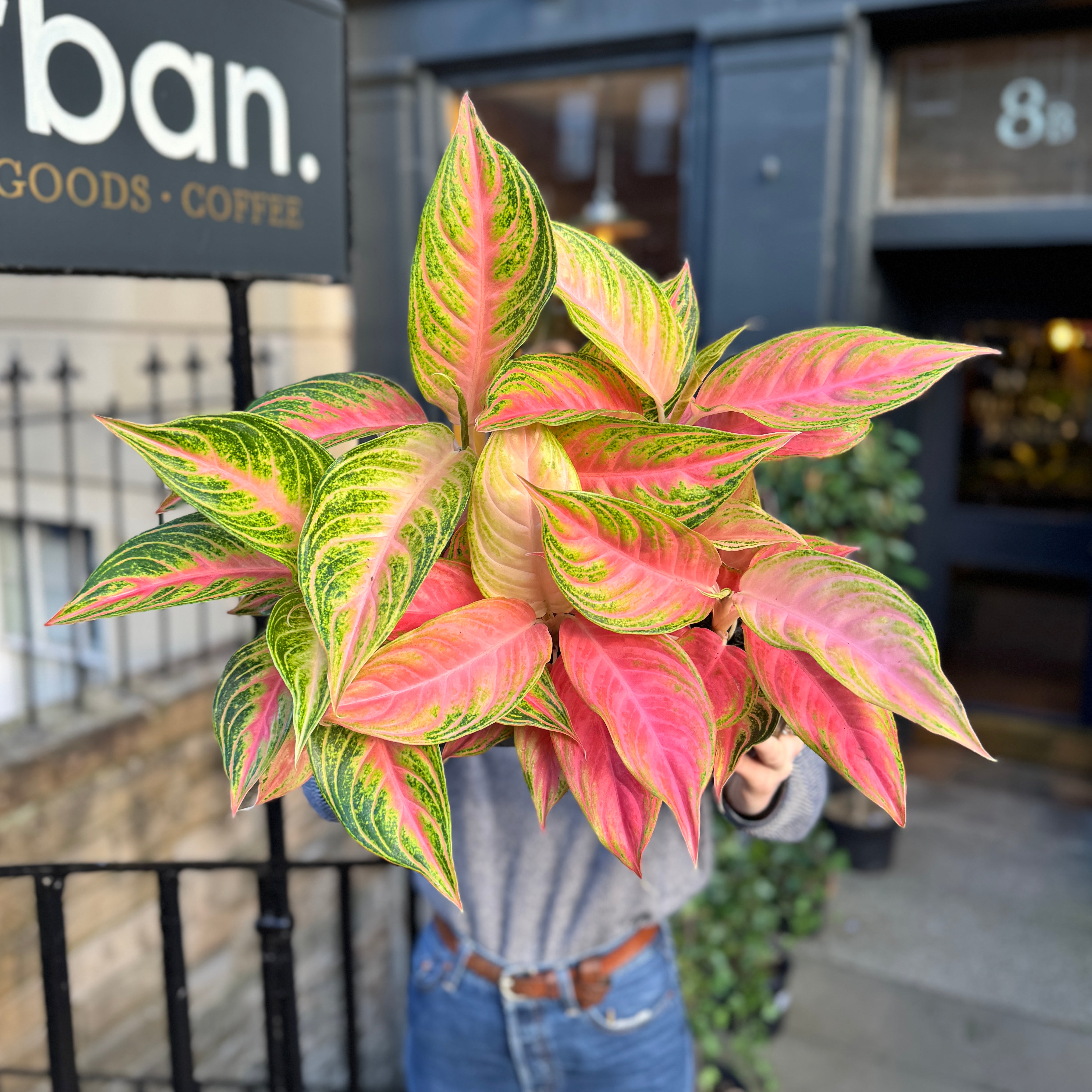 Aglaonema 'Eyecatcher'